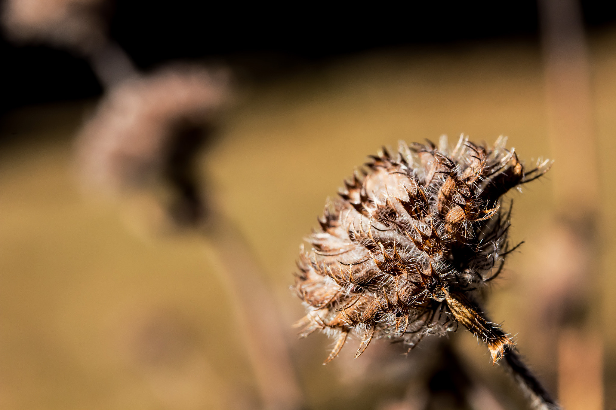 Canon EF-S 60mm F2.8 Macro USM sample photo. Winter flower photography