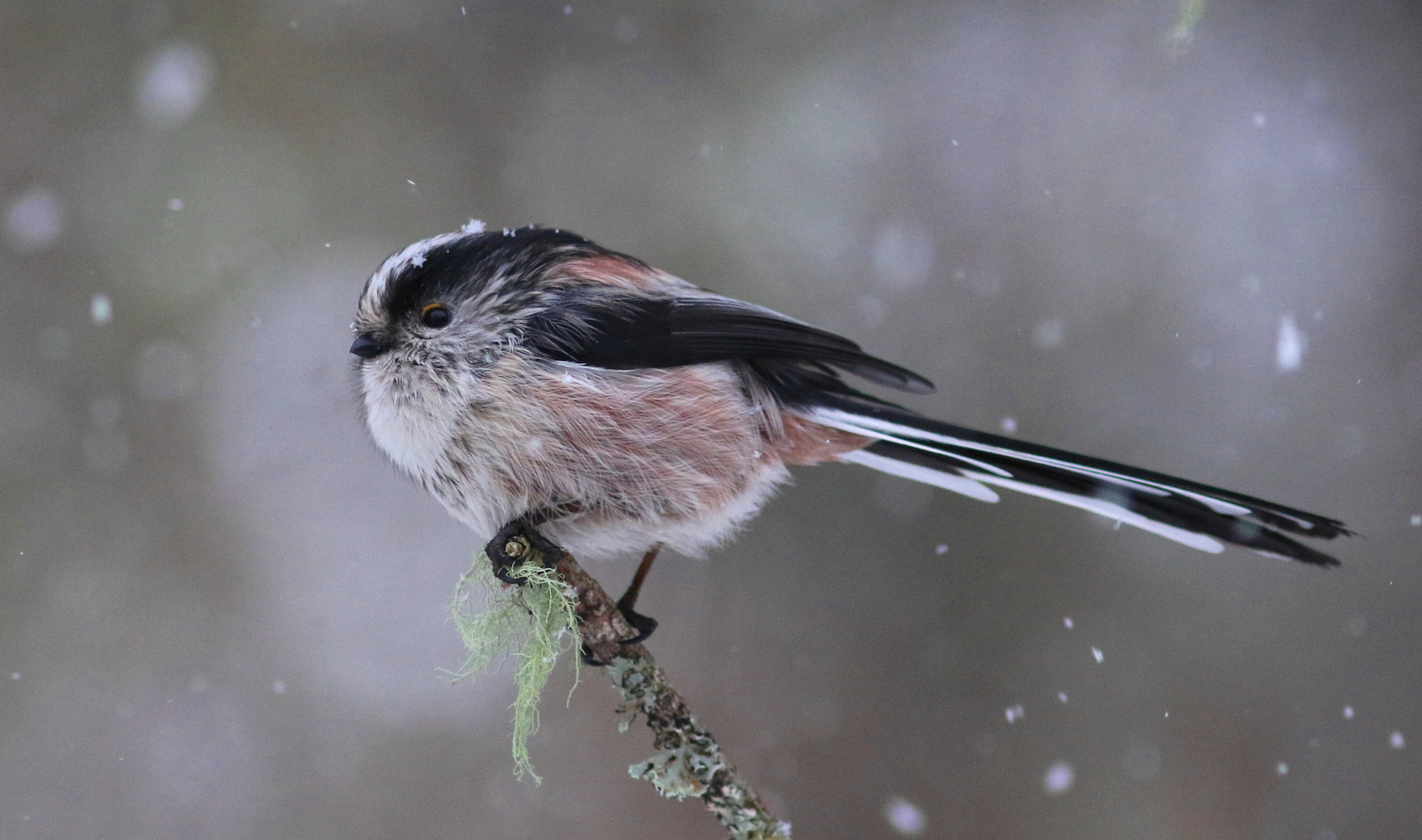 Canon EF 300mm F4L IS USM sample photo. Long tail in the snow photography