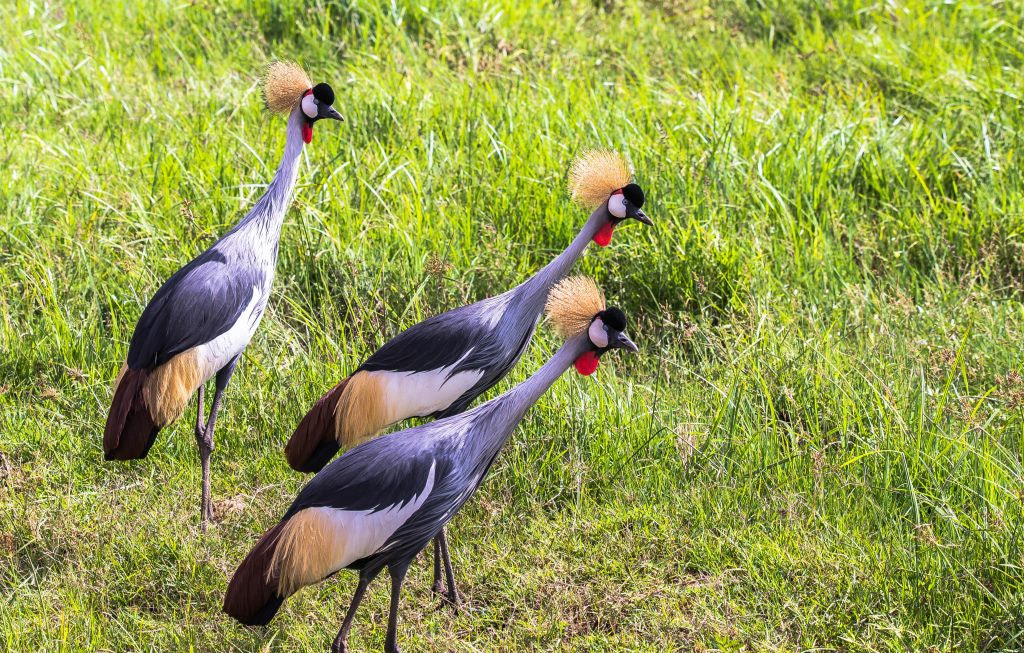 Nikon D610 sample photo. Black crowned crane (balearica pavonina) masai mara kenya photography