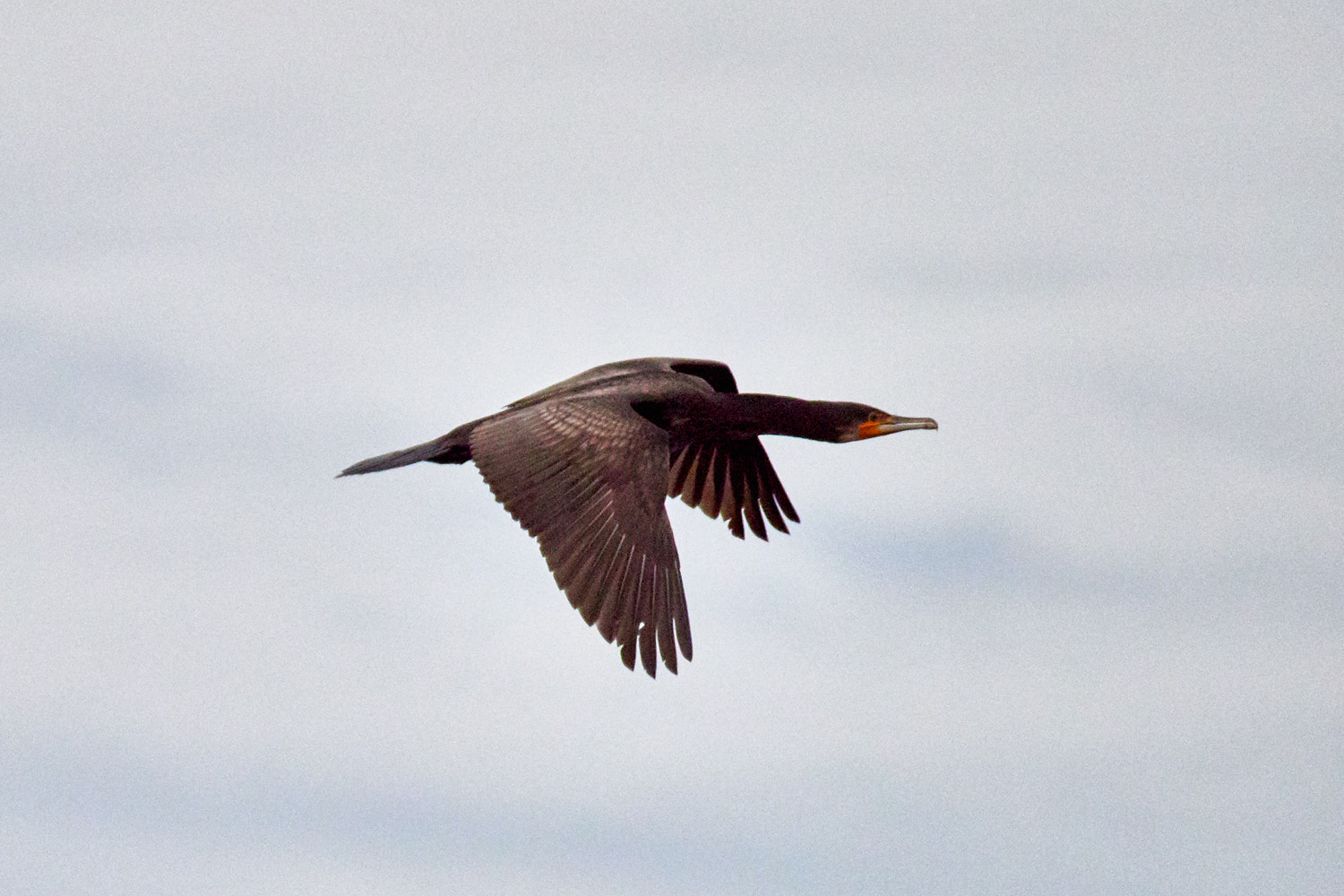 Olympus OM-D E-M1 Mark II + LEICA DG 100-400/F4.0-6.3 sample photo. The flight of the cormorant photography