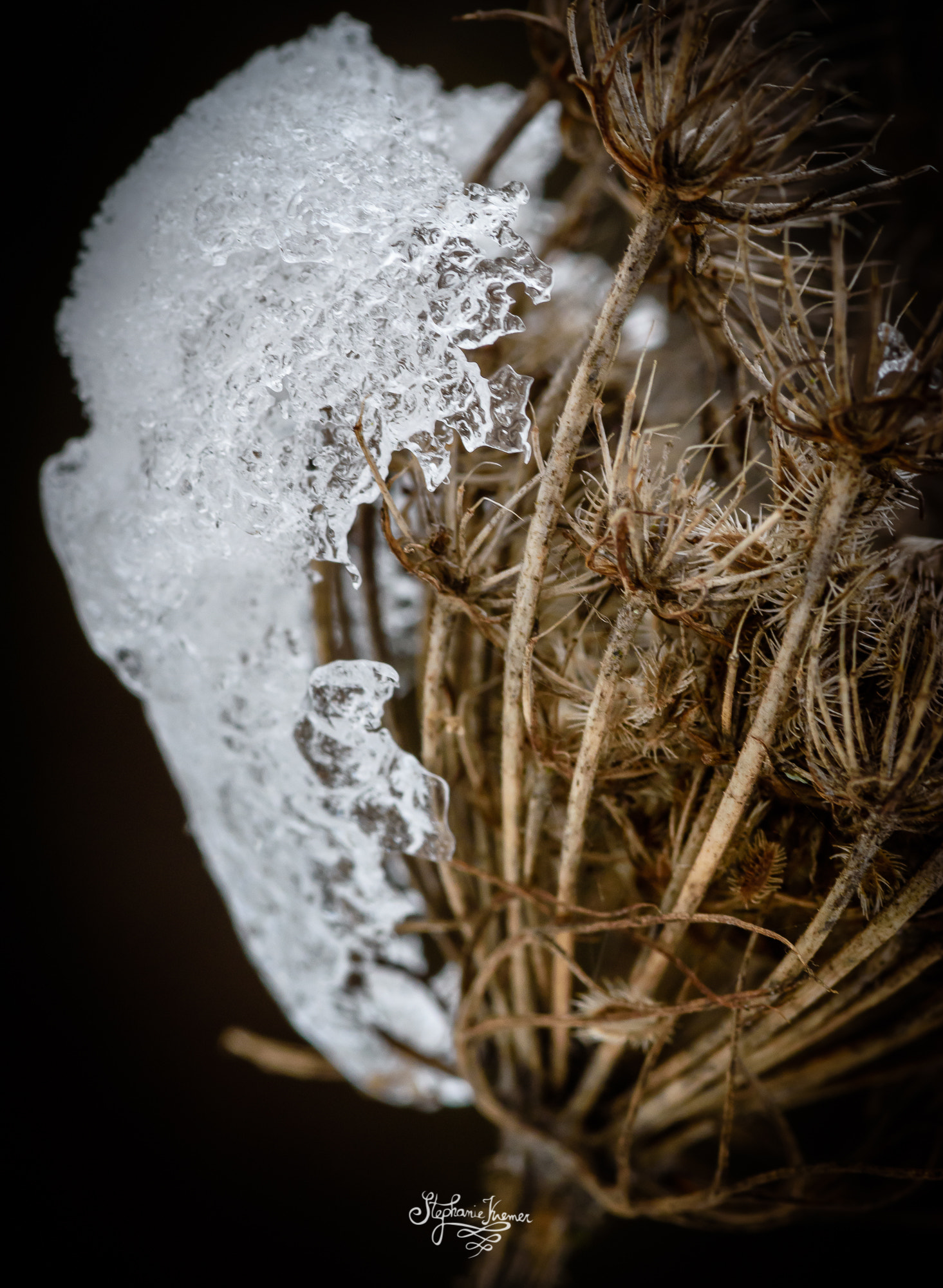 Nikon D5500 + Tokina AT-X Pro 100mm F2.8 Macro sample photo. Frost photography