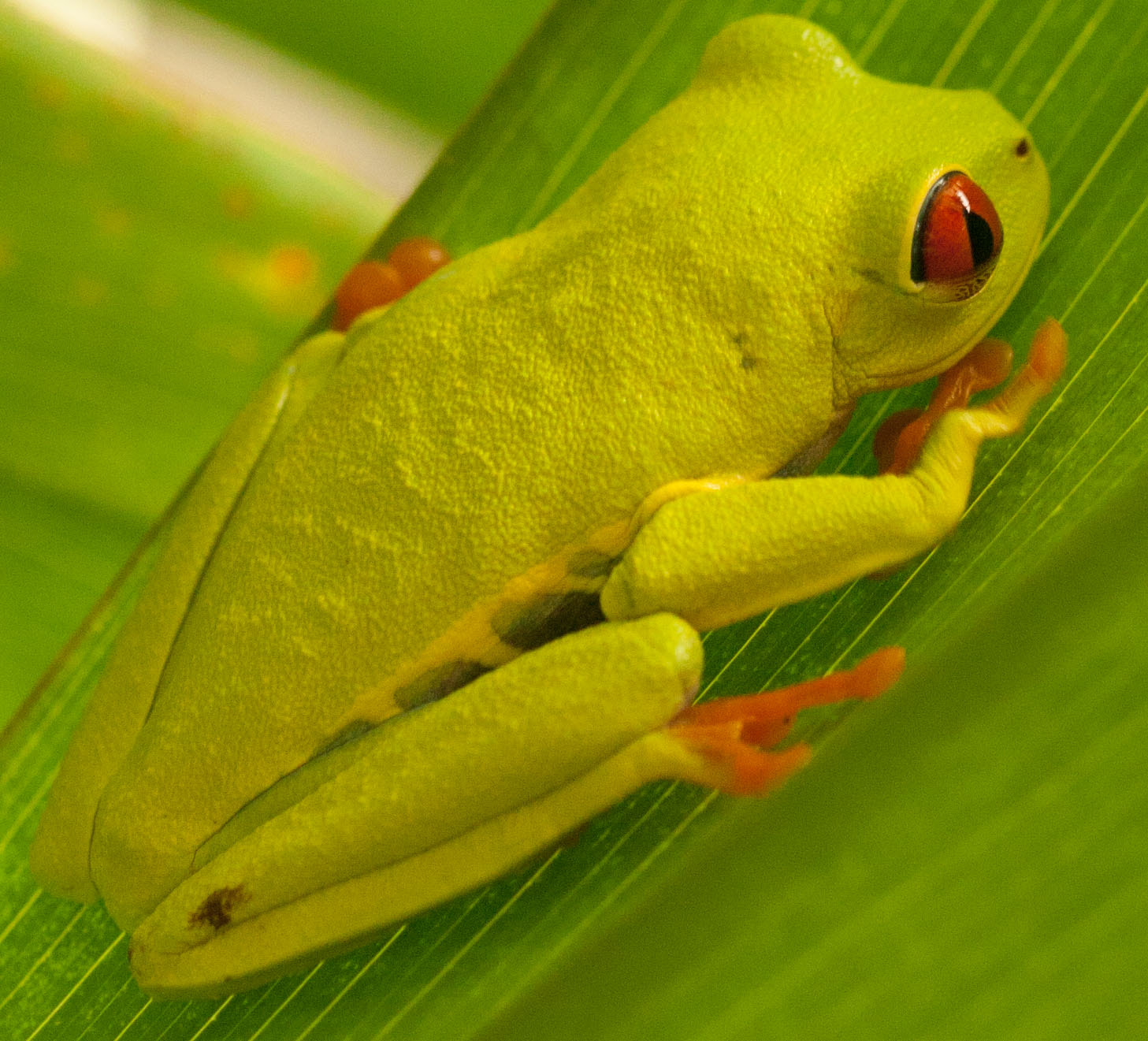 Canon EOS 1000D (EOS Digital Rebel XS / EOS Kiss F) sample photo. Red eyed tree frog photography