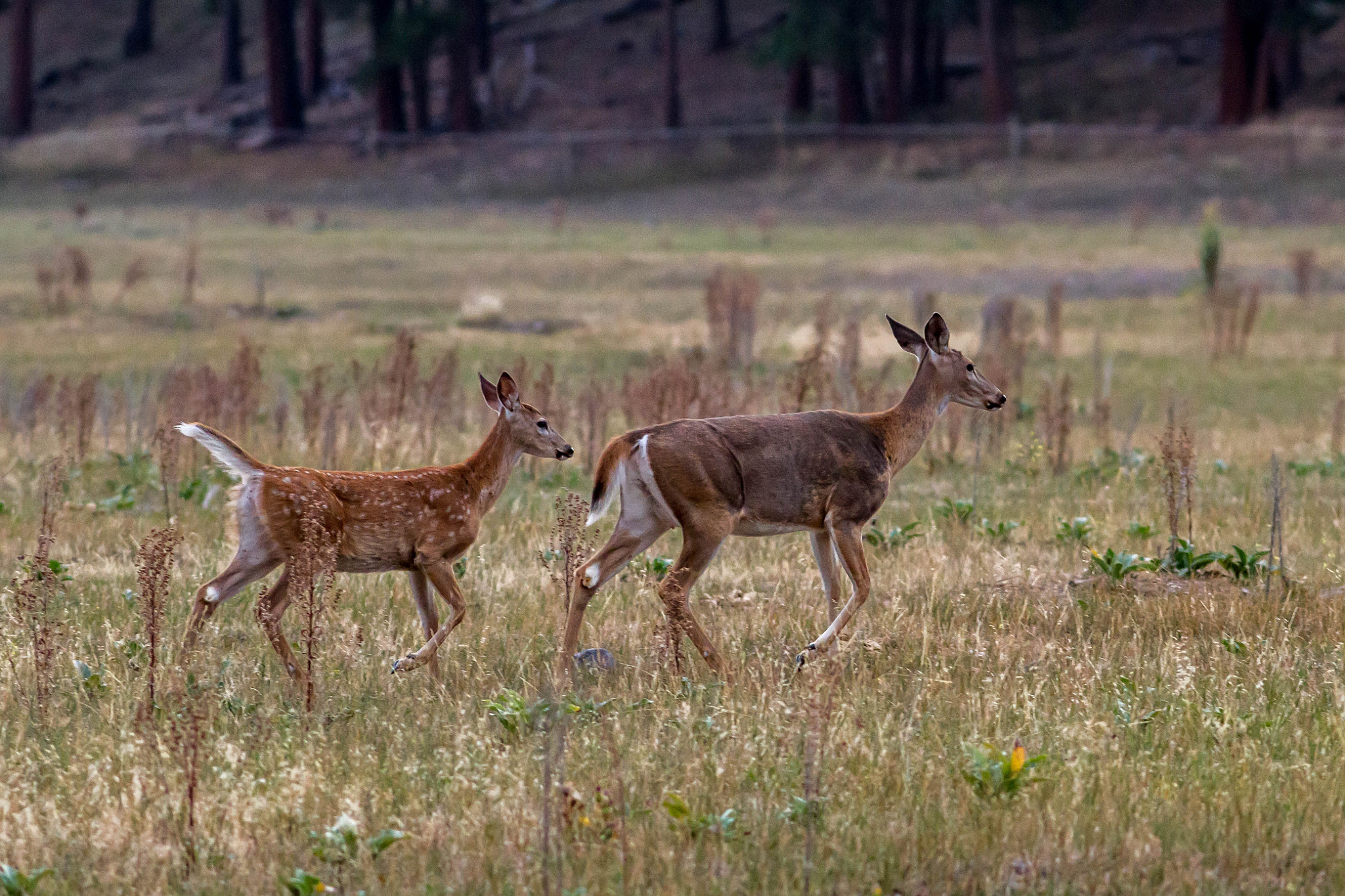 Canon EOS 7D + Canon EF 200mm f/2.8L sample photo. The morning family stroll photography