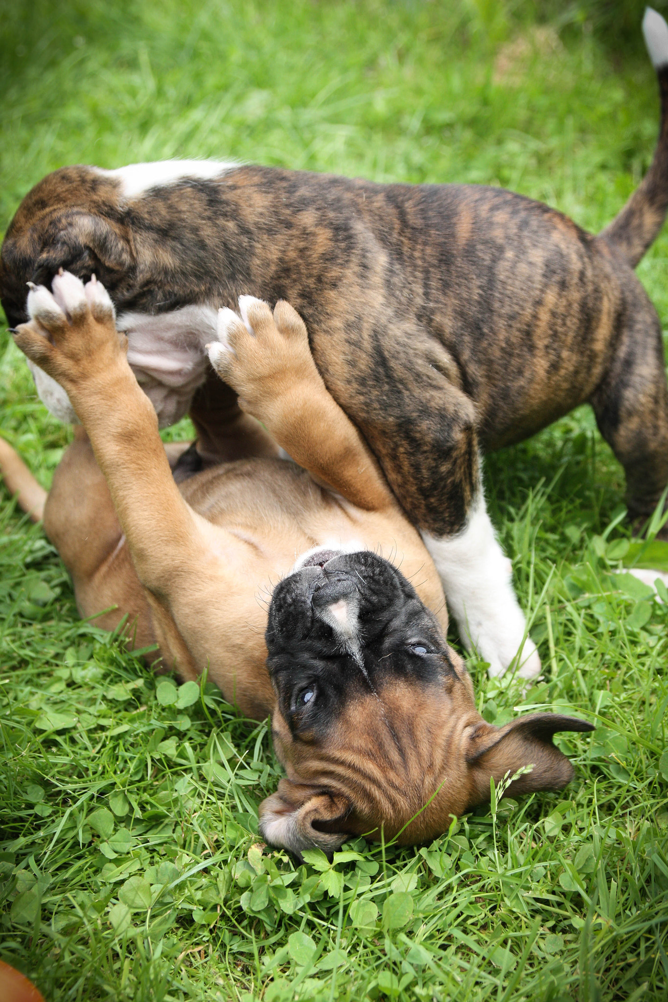 Canon EOS 450D (EOS Rebel XSi / EOS Kiss X2) sample photo. Puppies <3 photography