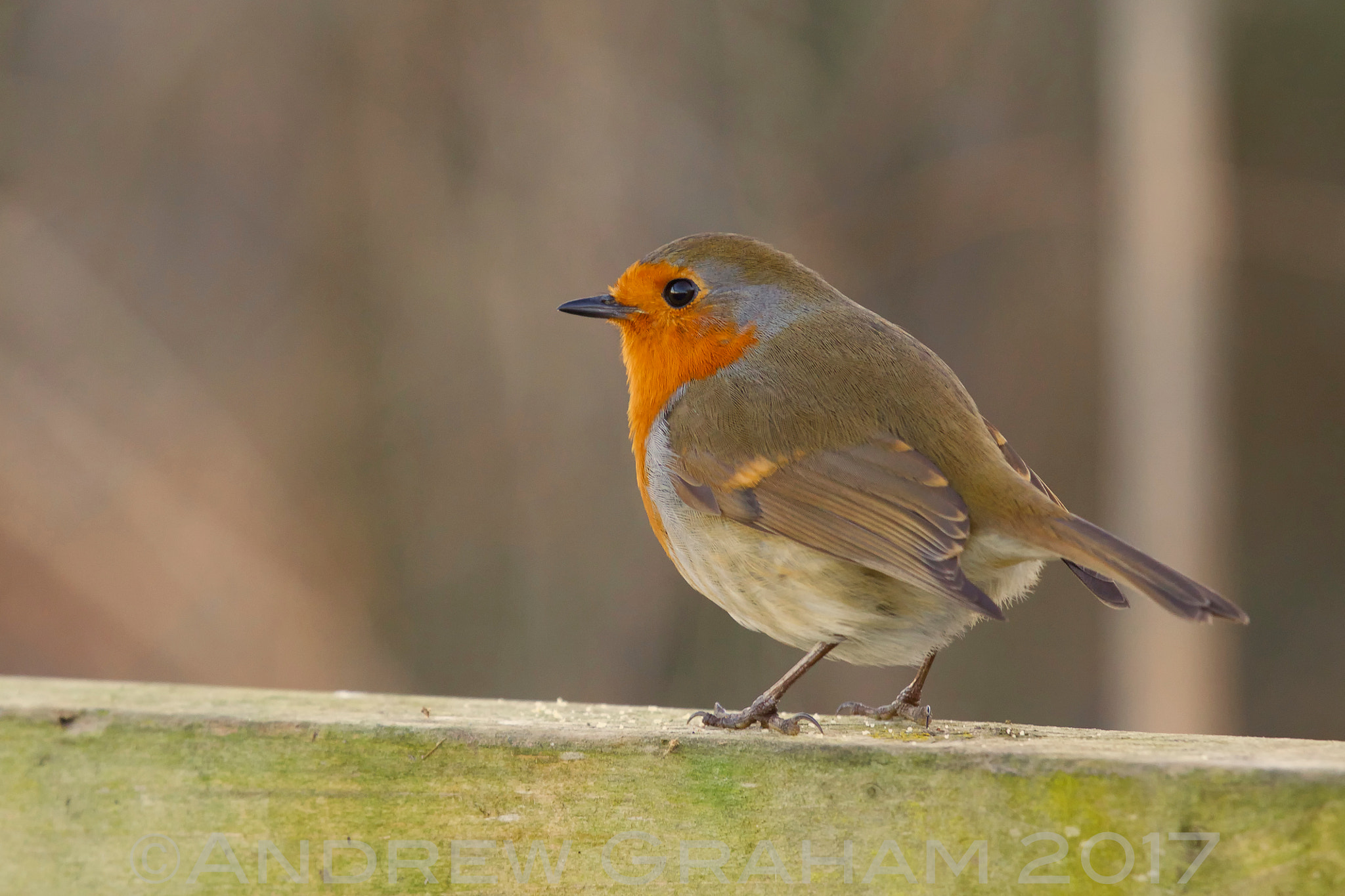 Canon EF 100-400mm F4.5-5.6L IS USM sample photo. Winters robin photography