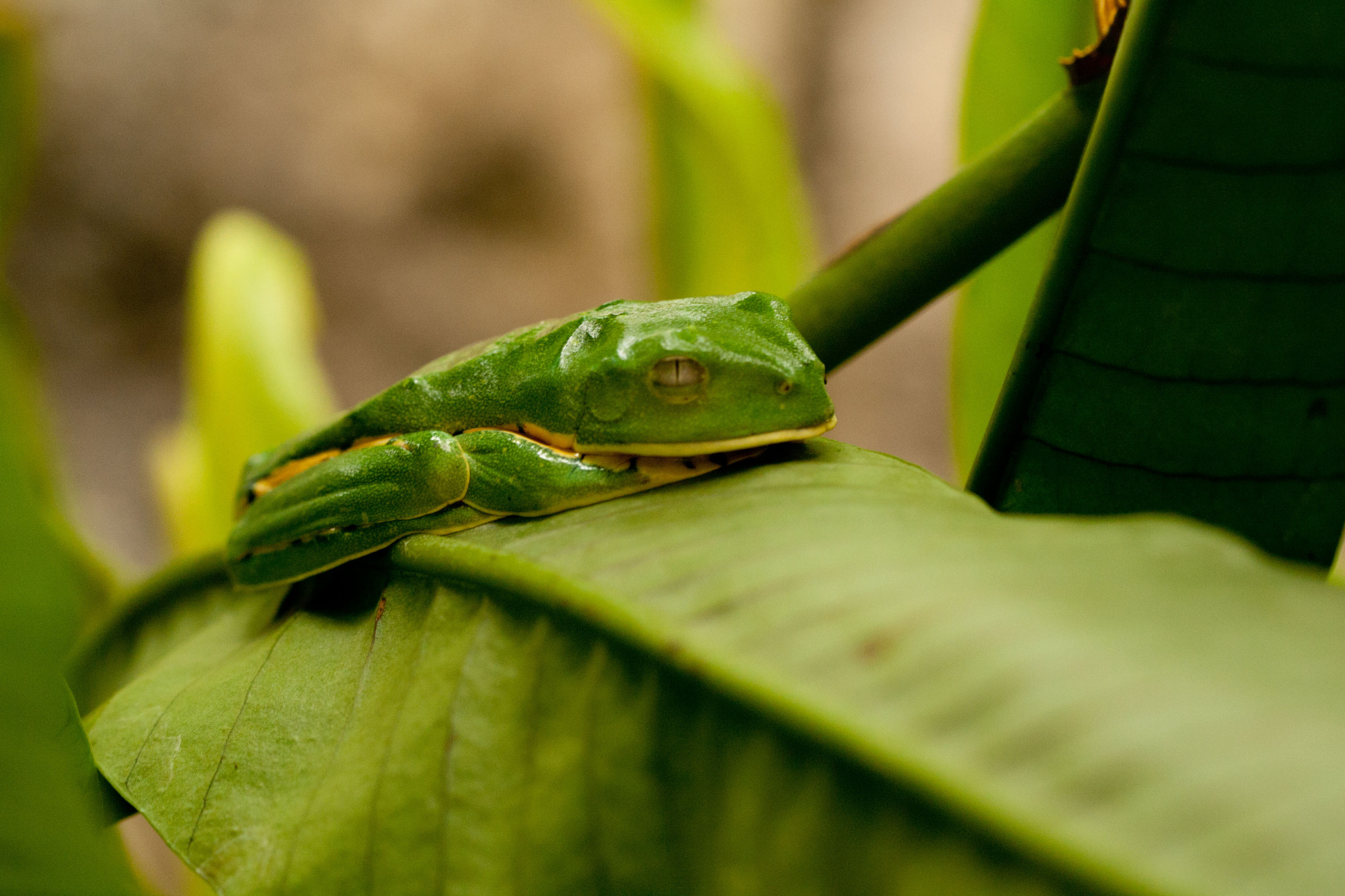 Canon EF 100mm F2.8L Macro IS USM sample photo. Tree frog photography
