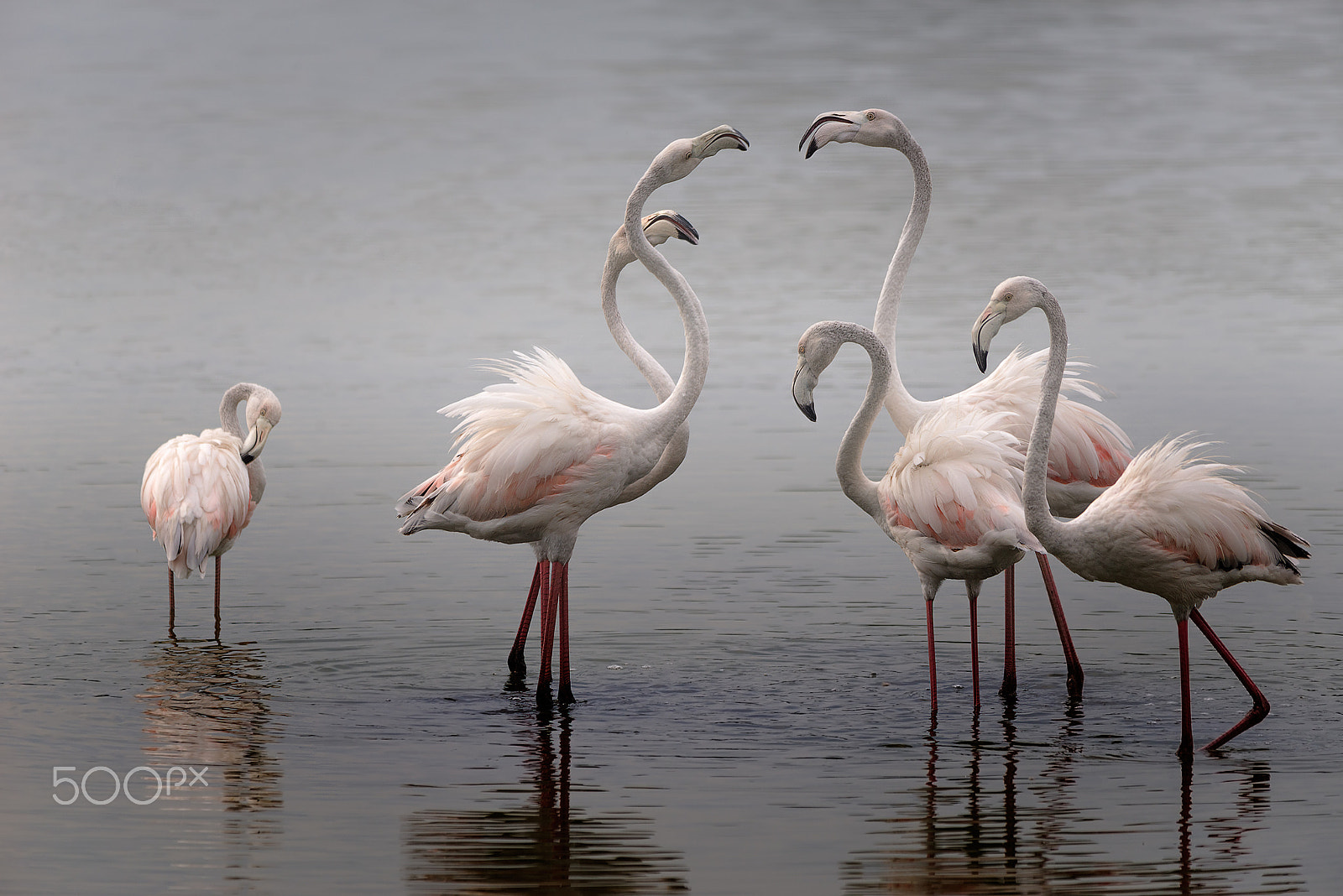 Sigma 150-500mm F5-6.3 DG OS HSM sample photo. Flamingos photography