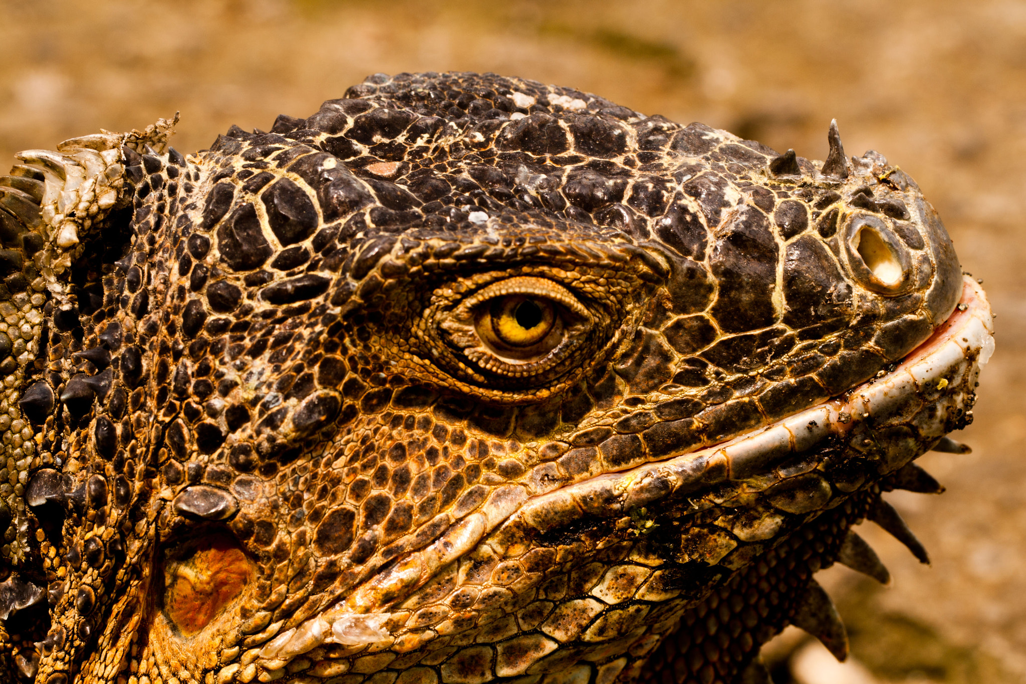 Canon EF 100mm F2.8L Macro IS USM sample photo. Iguano photography