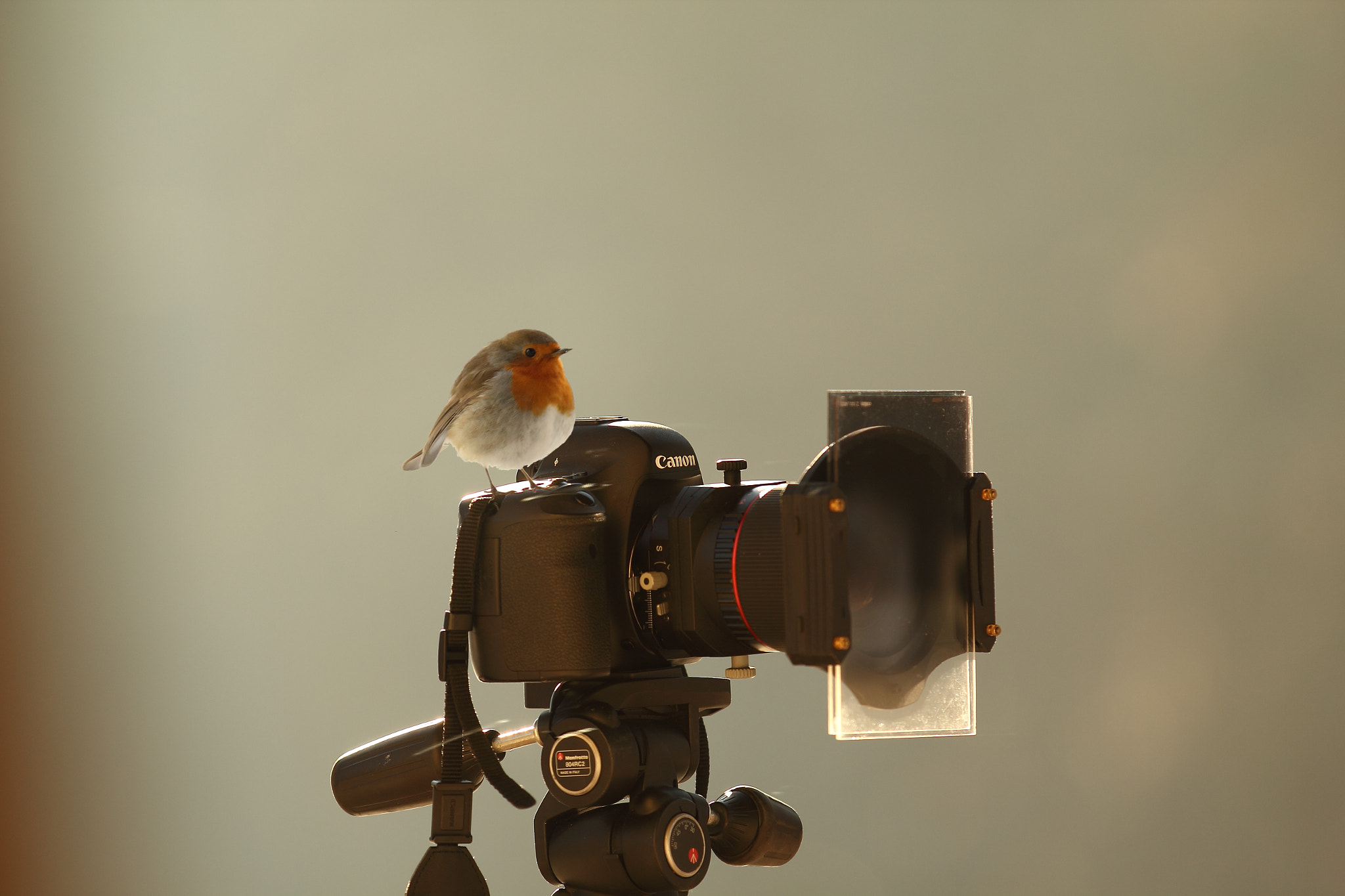Canon EF 70-200mm F2.8L IS II USM sample photo. My new assistant photography