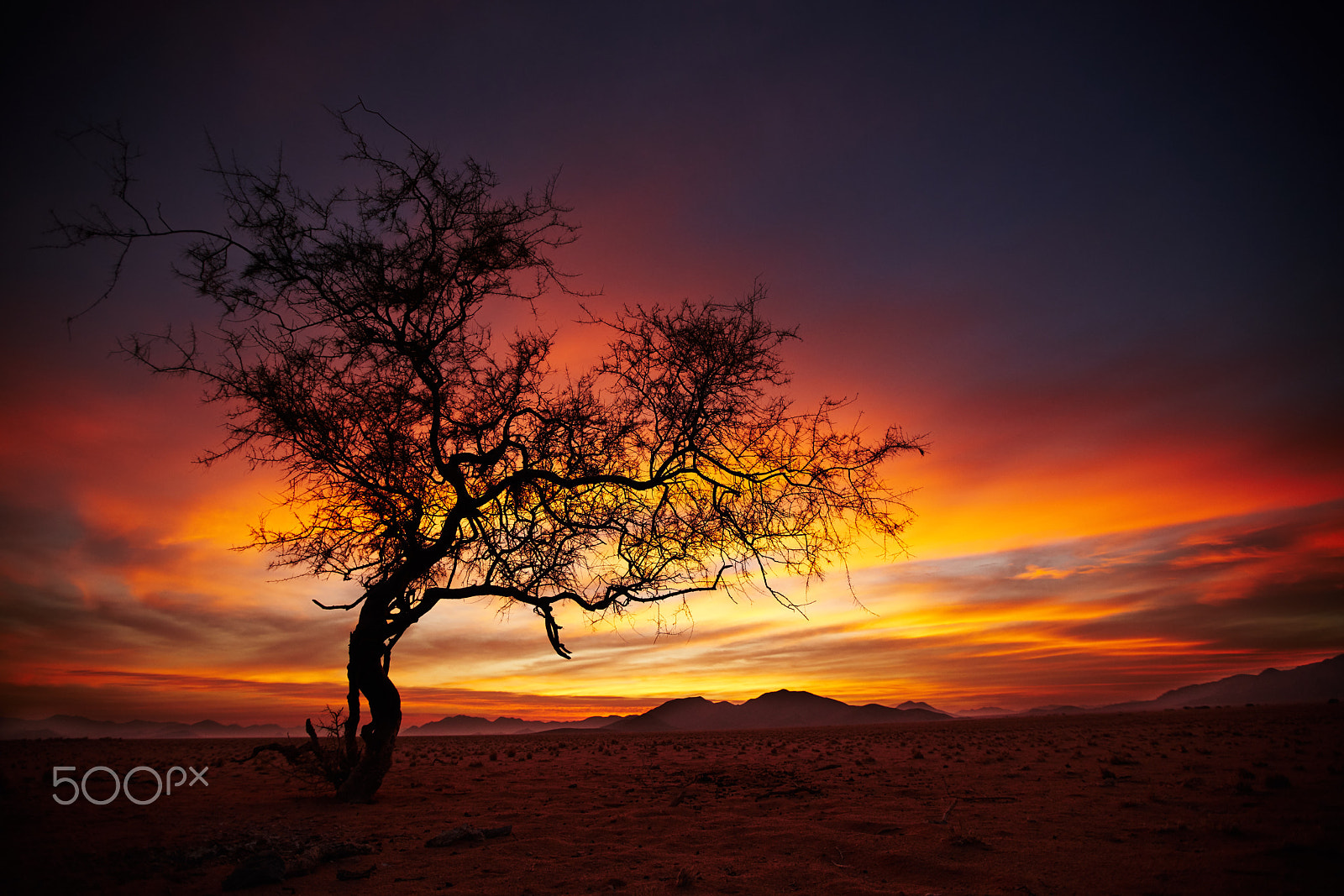 16-35mm F2.8 sample photo. Tree of namibia iii photography