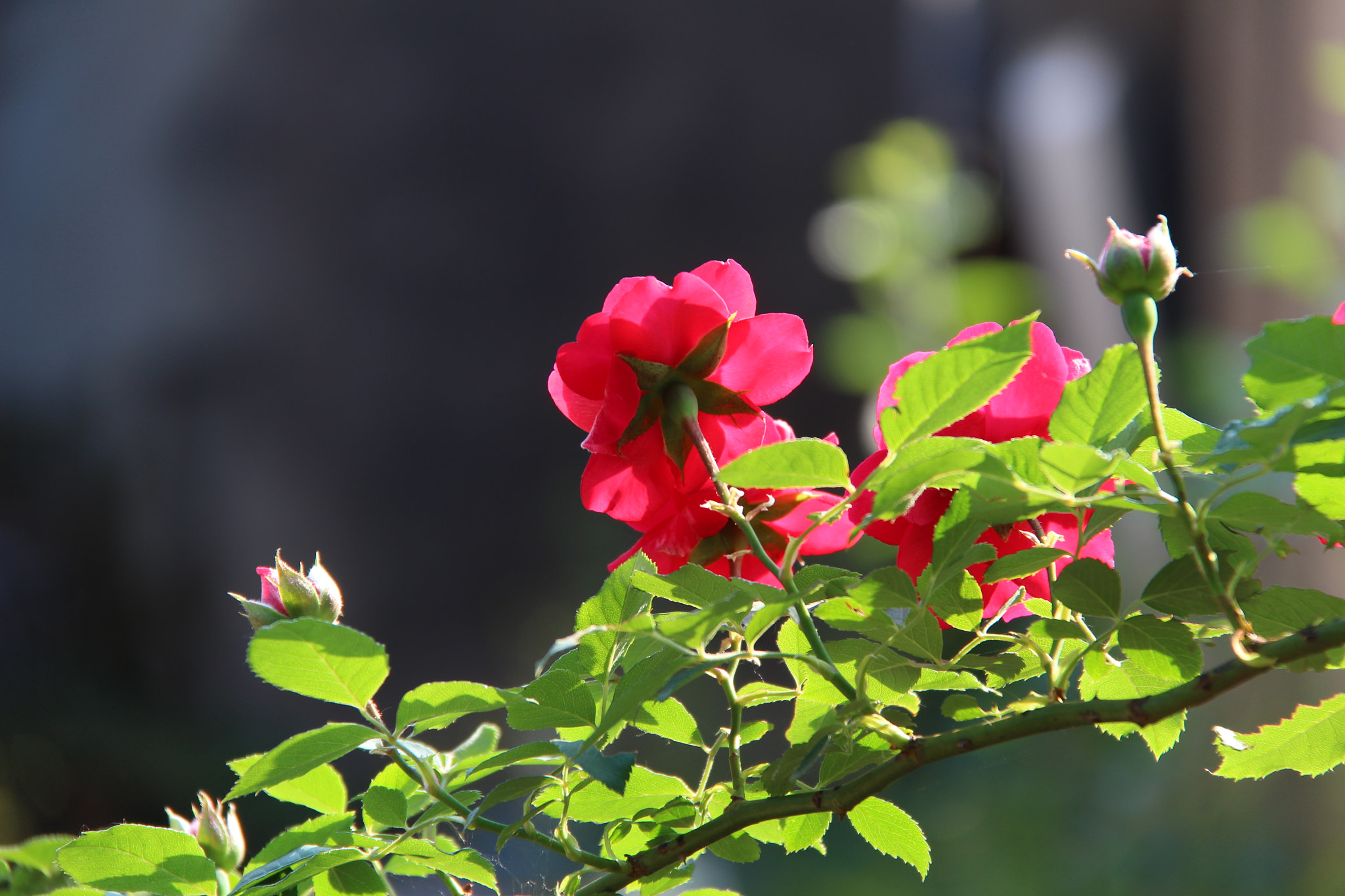 Canon EF-S 18-200mm F3.5-5.6 IS sample photo. 고향에핀 장미````예뻐서  찰칵 photography
