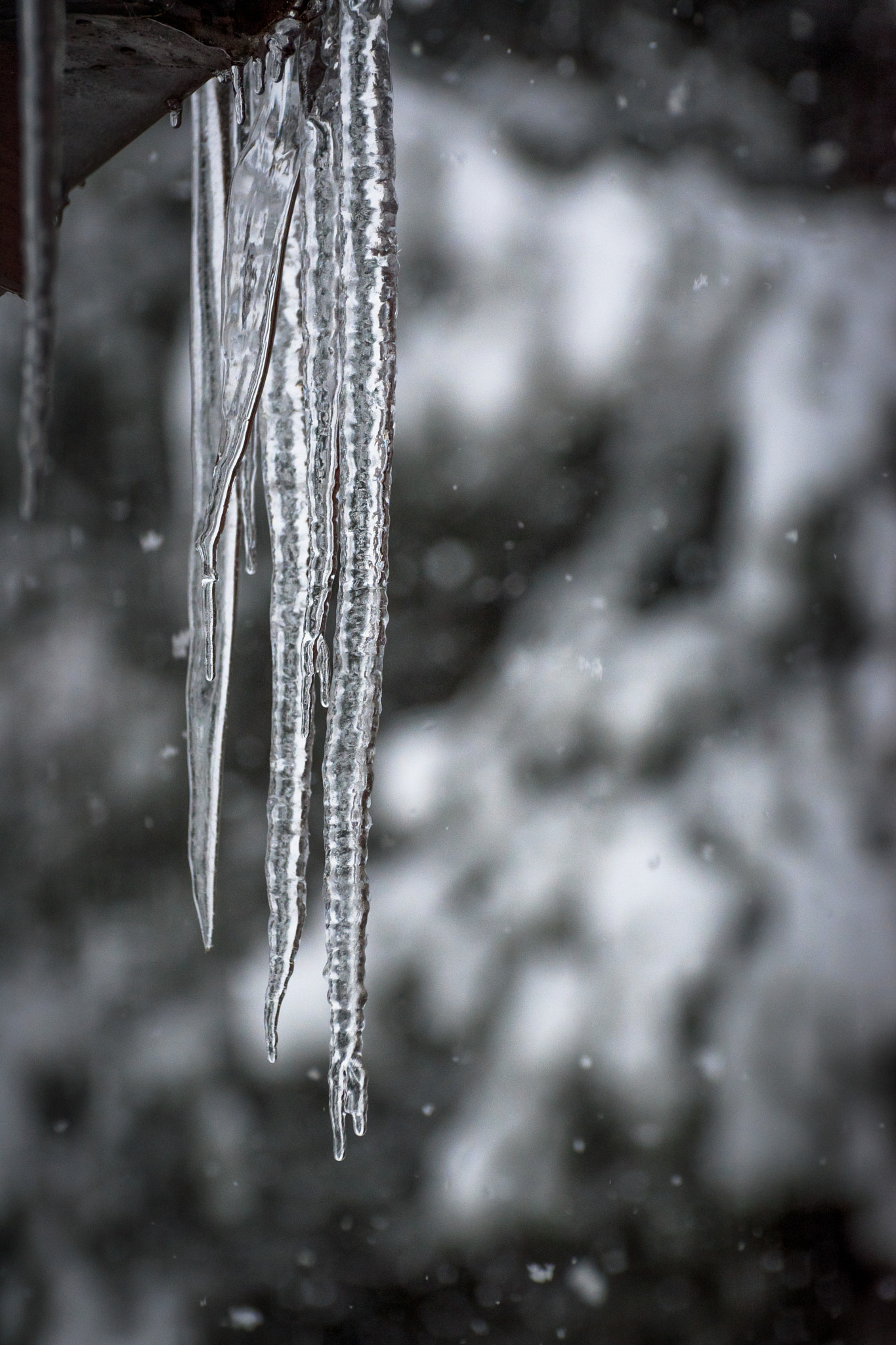 Nikon D5500 sample photo. Icicles and snow photography