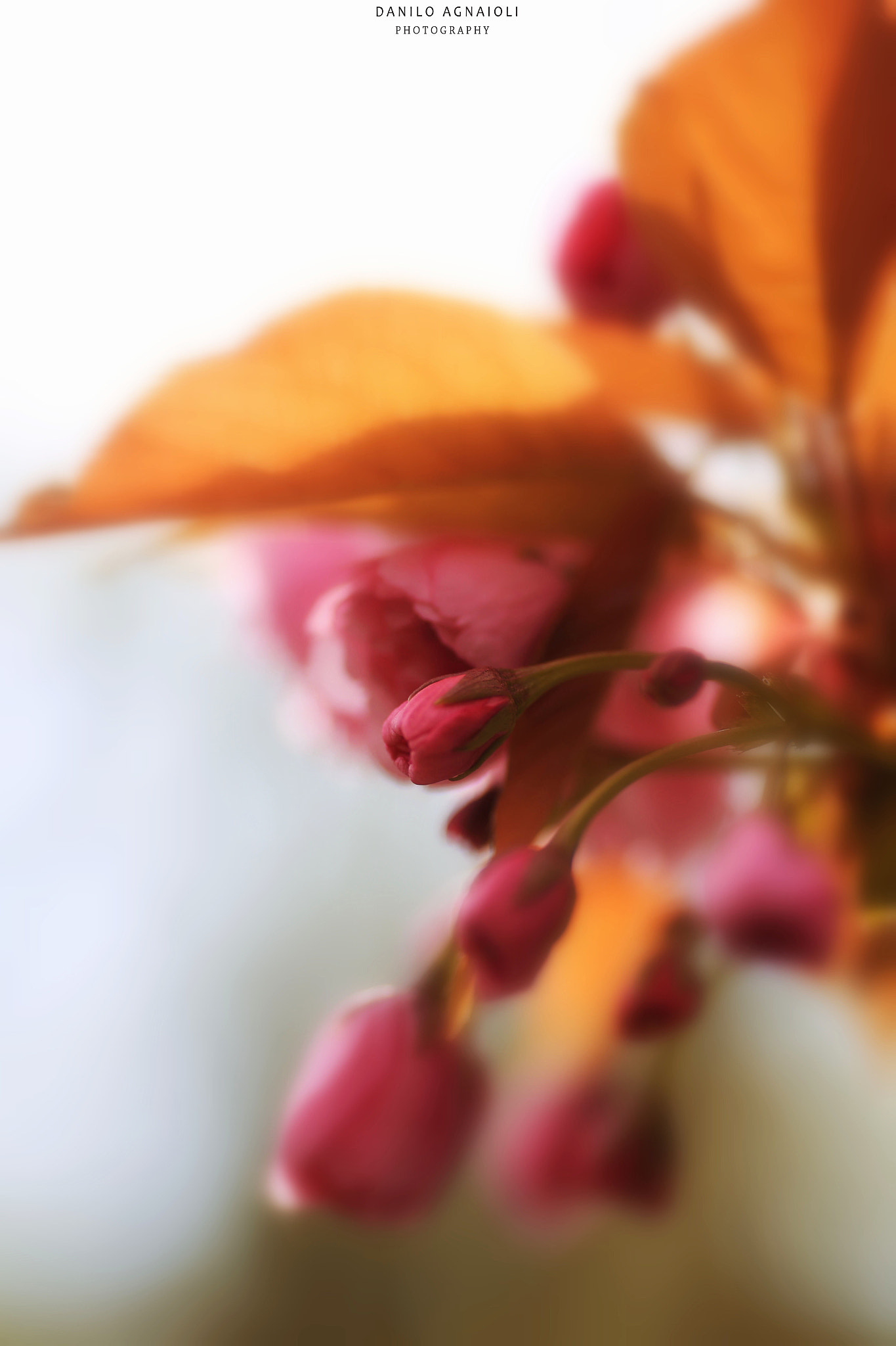 Canon EOS 6D sample photo. A chi non piace un fiore ! photography