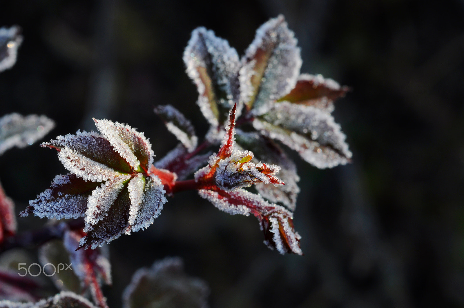 Nikon D90 + Nikon AF Micro-Nikkor 60mm F2.8D sample photo. Nature in winter photography