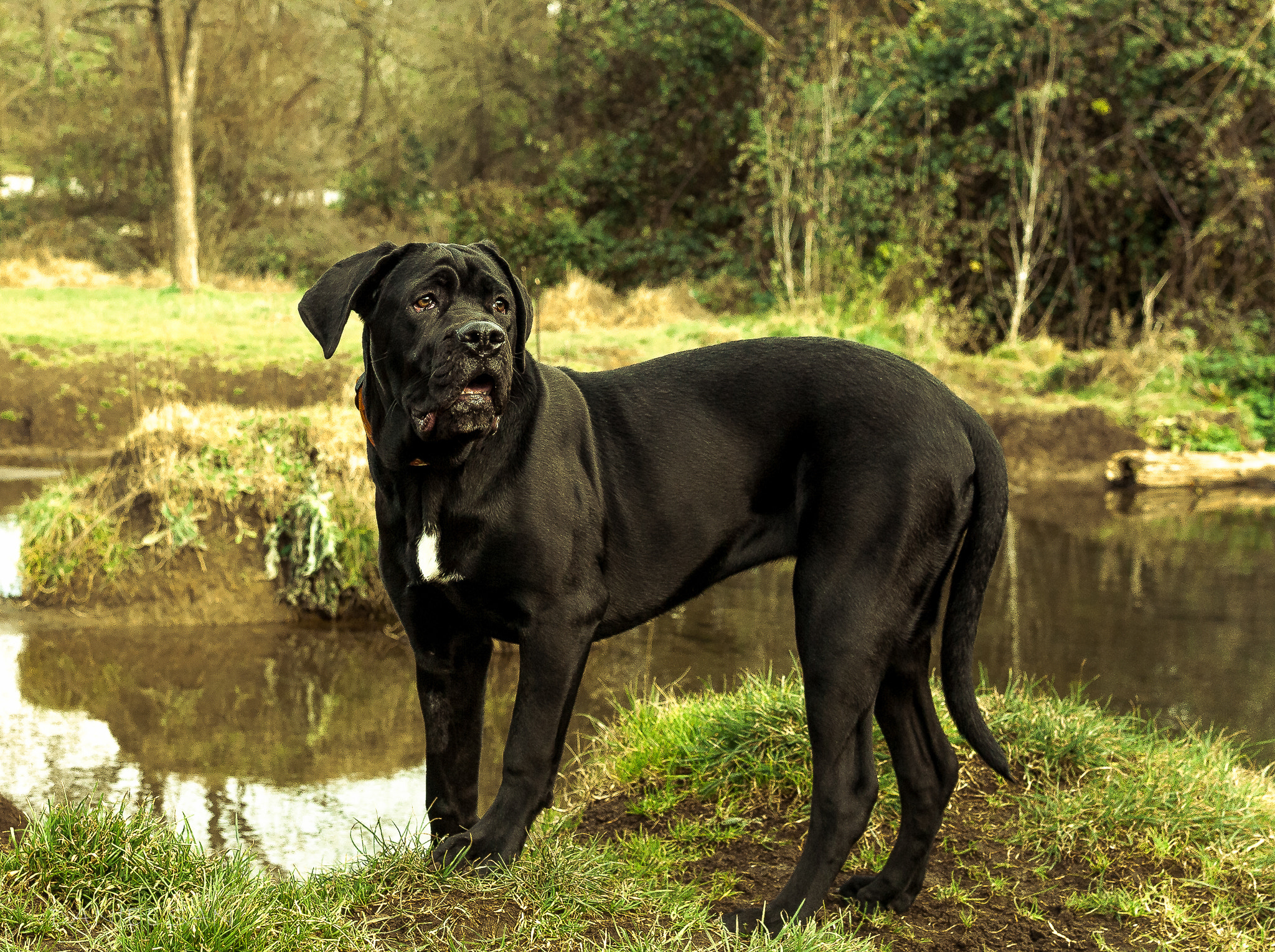 Nikon D200 + Nikon AF-S DX Nikkor 35mm F1.8G sample photo. Naomi, cane corso. photography