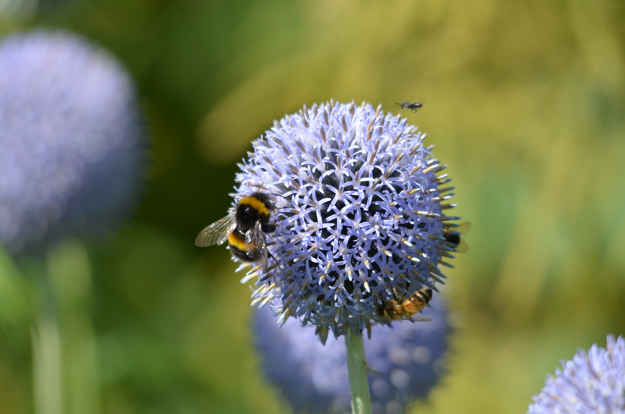 Sigma 150-500mm F5-6.3 DG OS HSM sample photo. Memories of summer photography