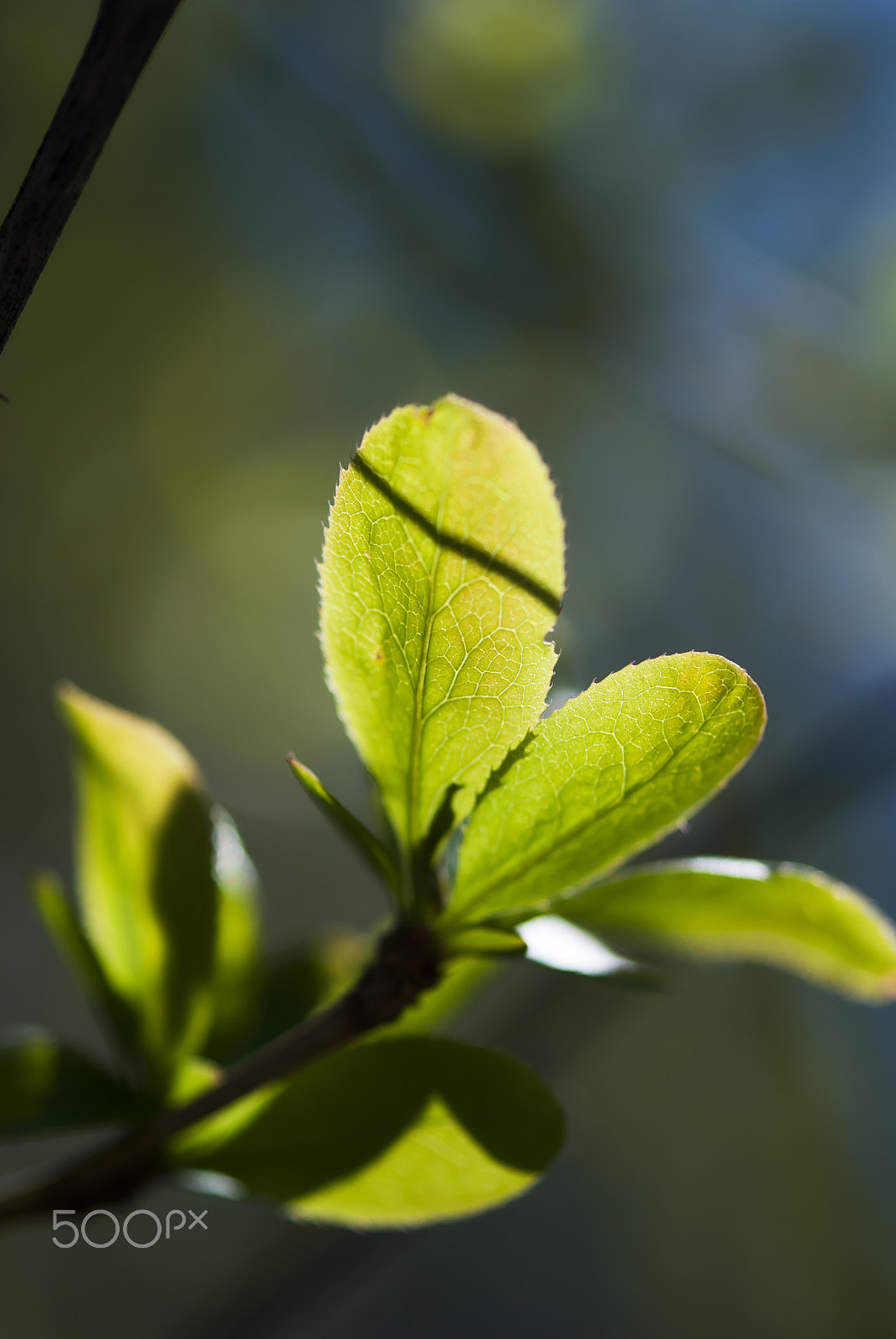 Nikon AF-S Micro-Nikkor 105mm F2.8G IF-ED VR sample photo. Spring green leaves photography