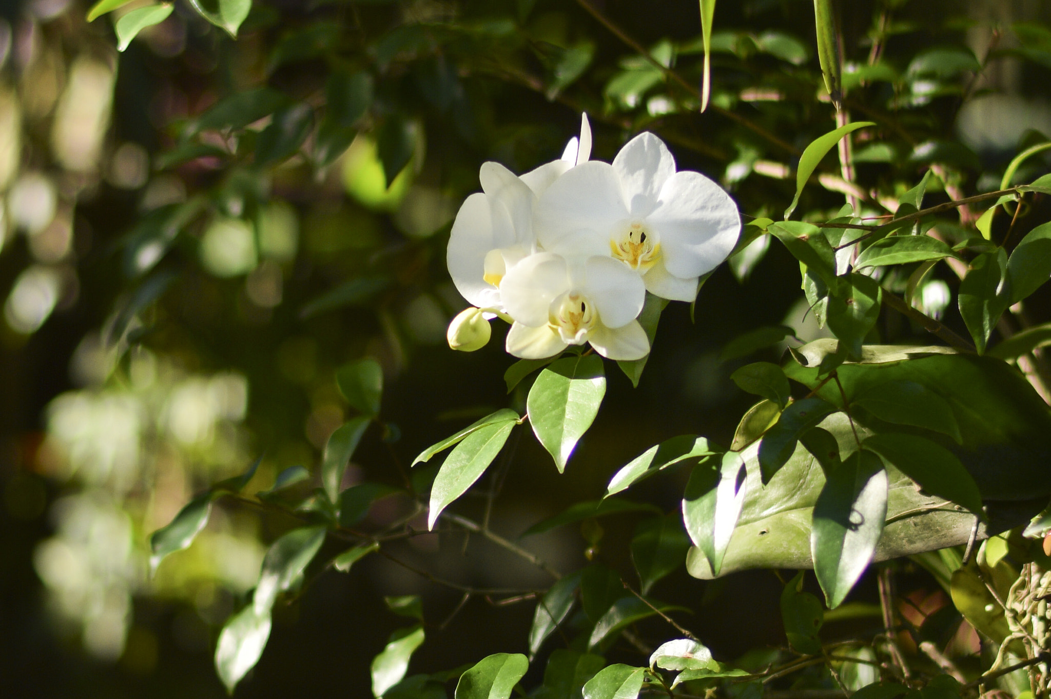 Sigma 50mm F2.8 EX DG Macro sample photo