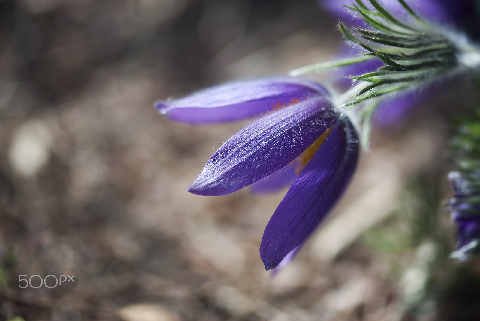 Nikon D60 sample photo. Purple pasque flower photography
