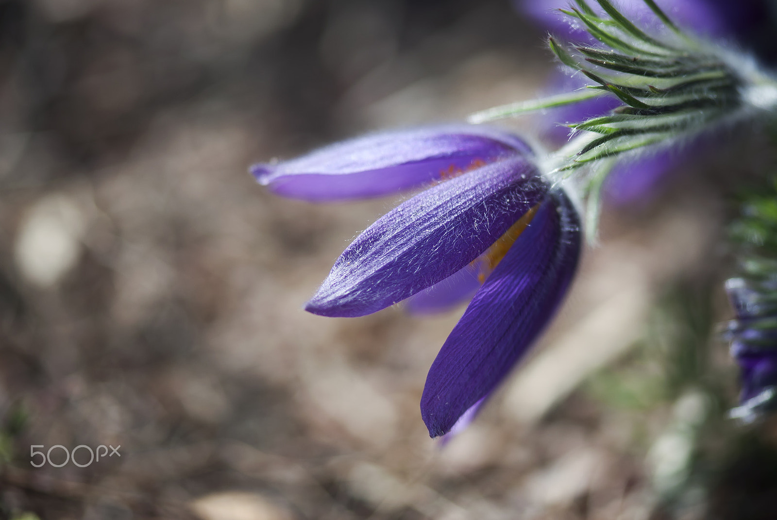 Nikon AF-S Micro-Nikkor 105mm F2.8G IF-ED VR sample photo. Purple pasque flower photography