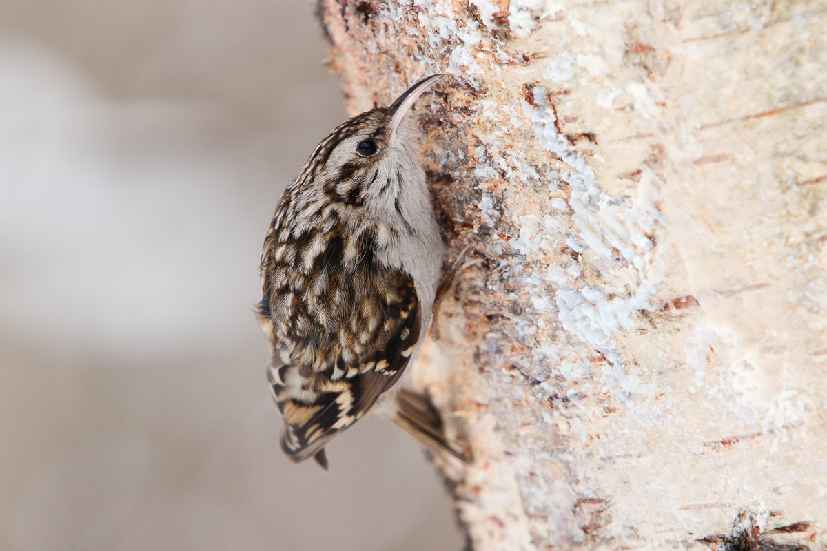 Canon EF 70-200mm F2.8L IS USM sample photo. Сurious eurasian treecreeper photography