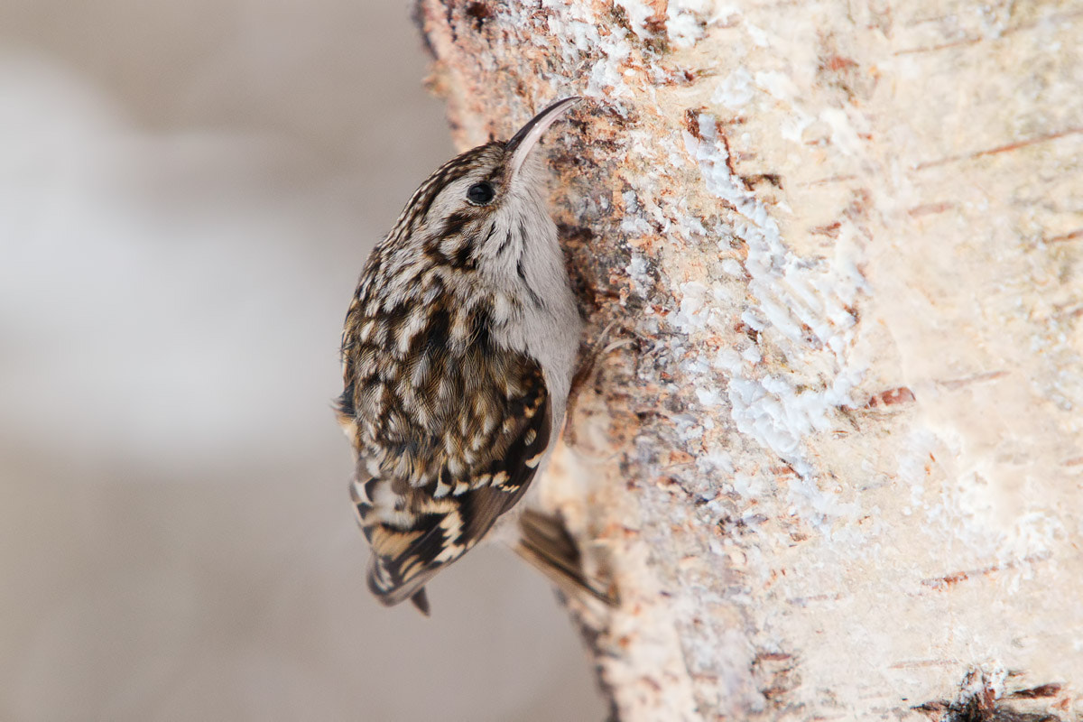 Canon EOS 7D Mark II sample photo. Сurious eurasian treecreeper photography