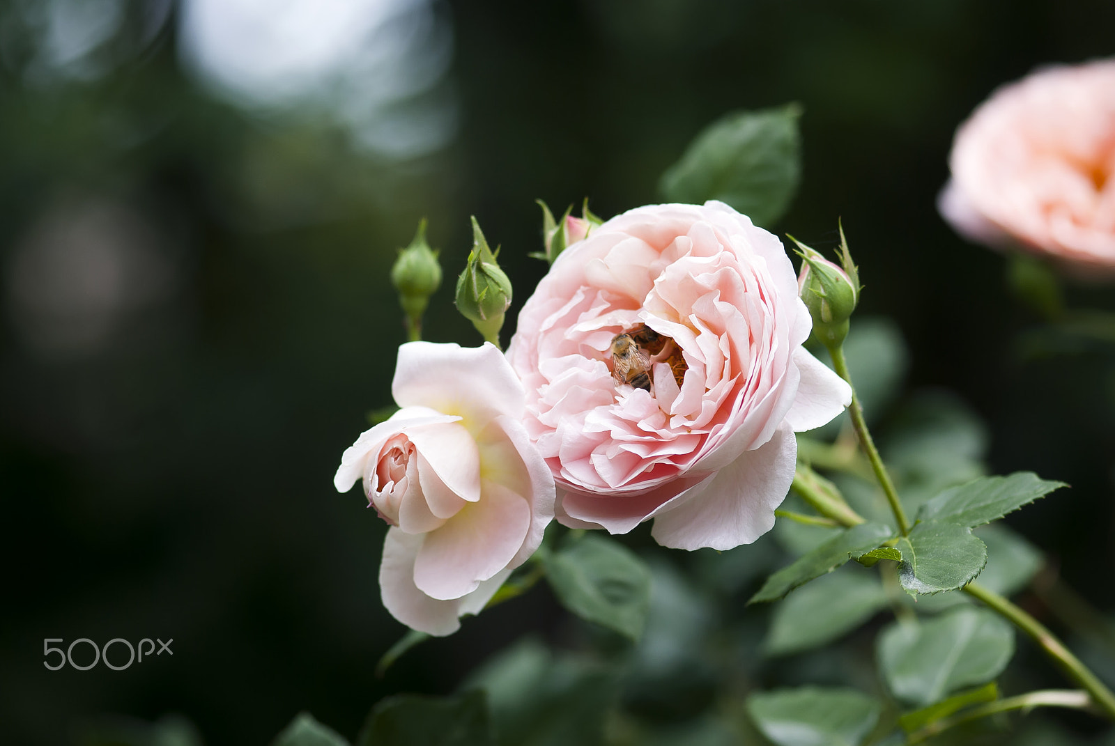 Nikon D60 sample photo. Pink rose with bee photography