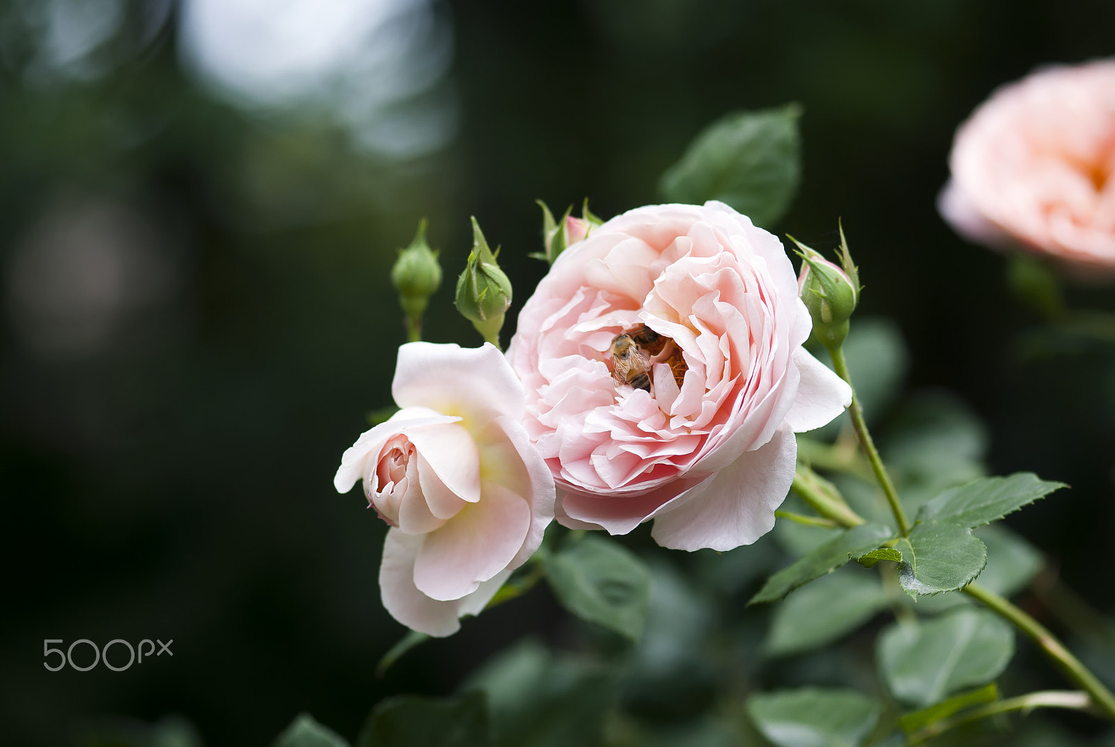Nikon AF-S Micro-Nikkor 105mm F2.8G IF-ED VR sample photo. Pink rose with bee photography