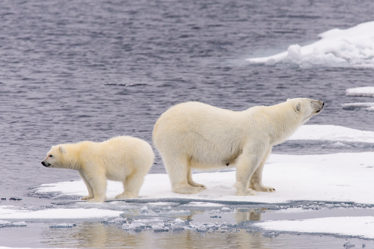 Nikon D610 sample photo. Polar bear (ursus maritimus) mother and cub on the pack ice, nor photography