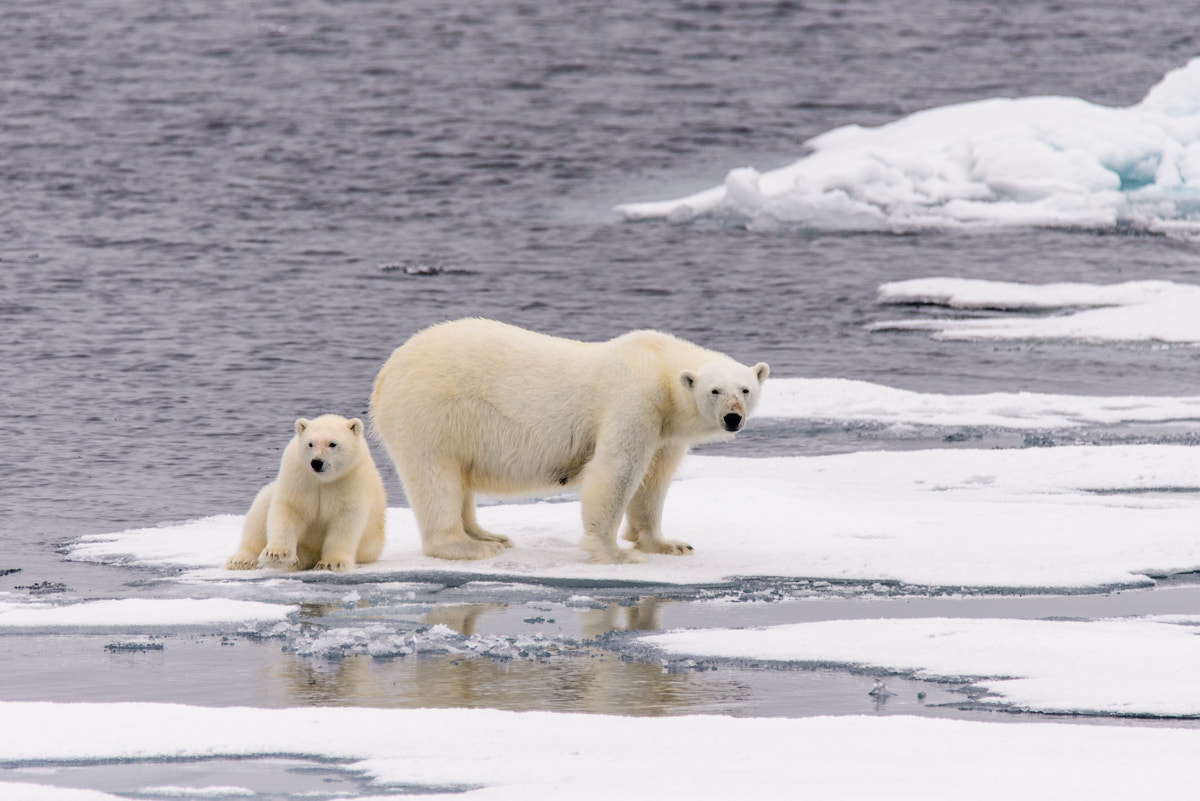 Nikon D610 sample photo. Polar bear (ursus maritimus) mother and cub on the pack ice, nor photography
