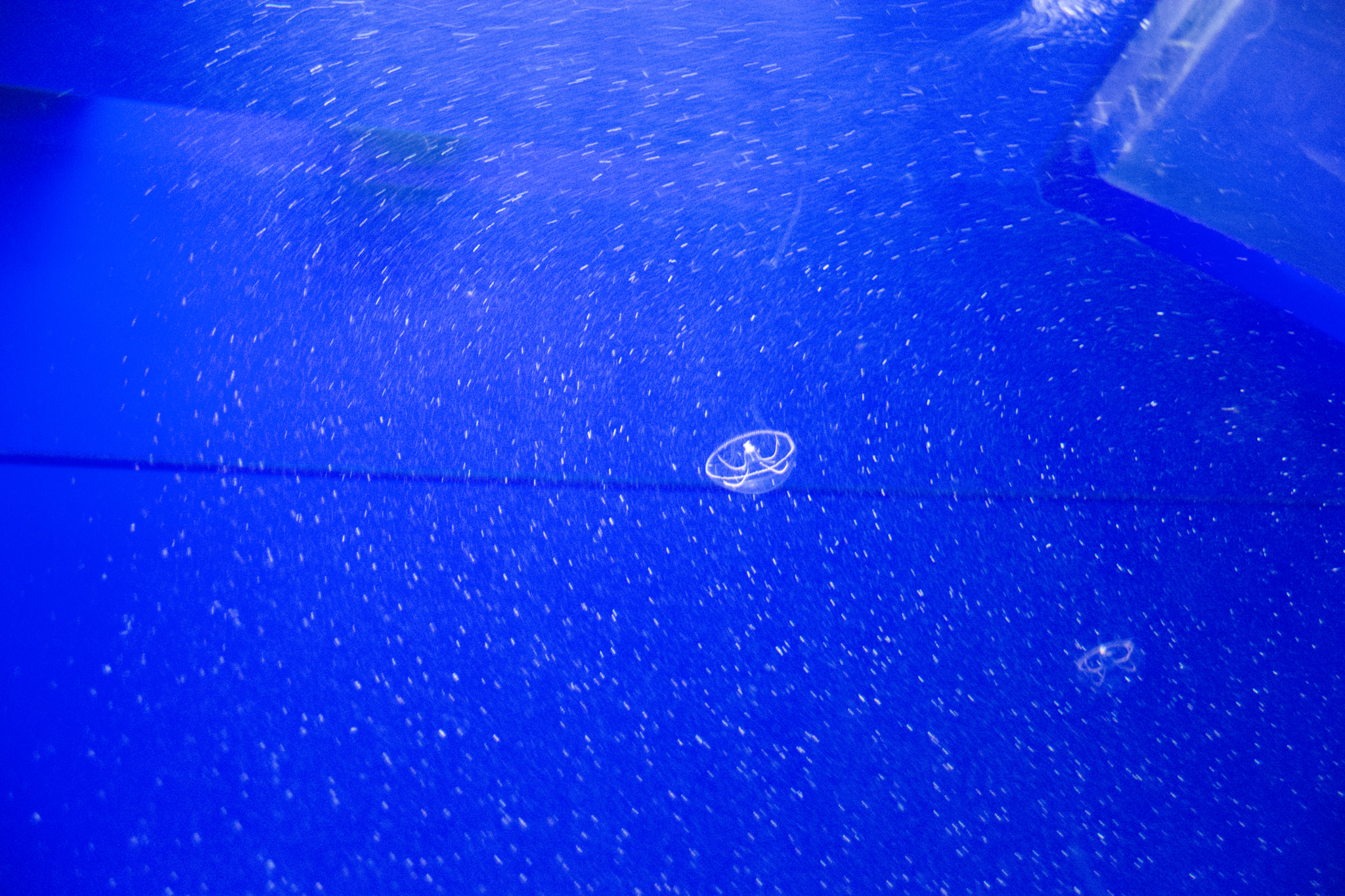 Sigma 18-250mm F3.5-6.3 DC Macro OS HSM sample photo. Blue photography