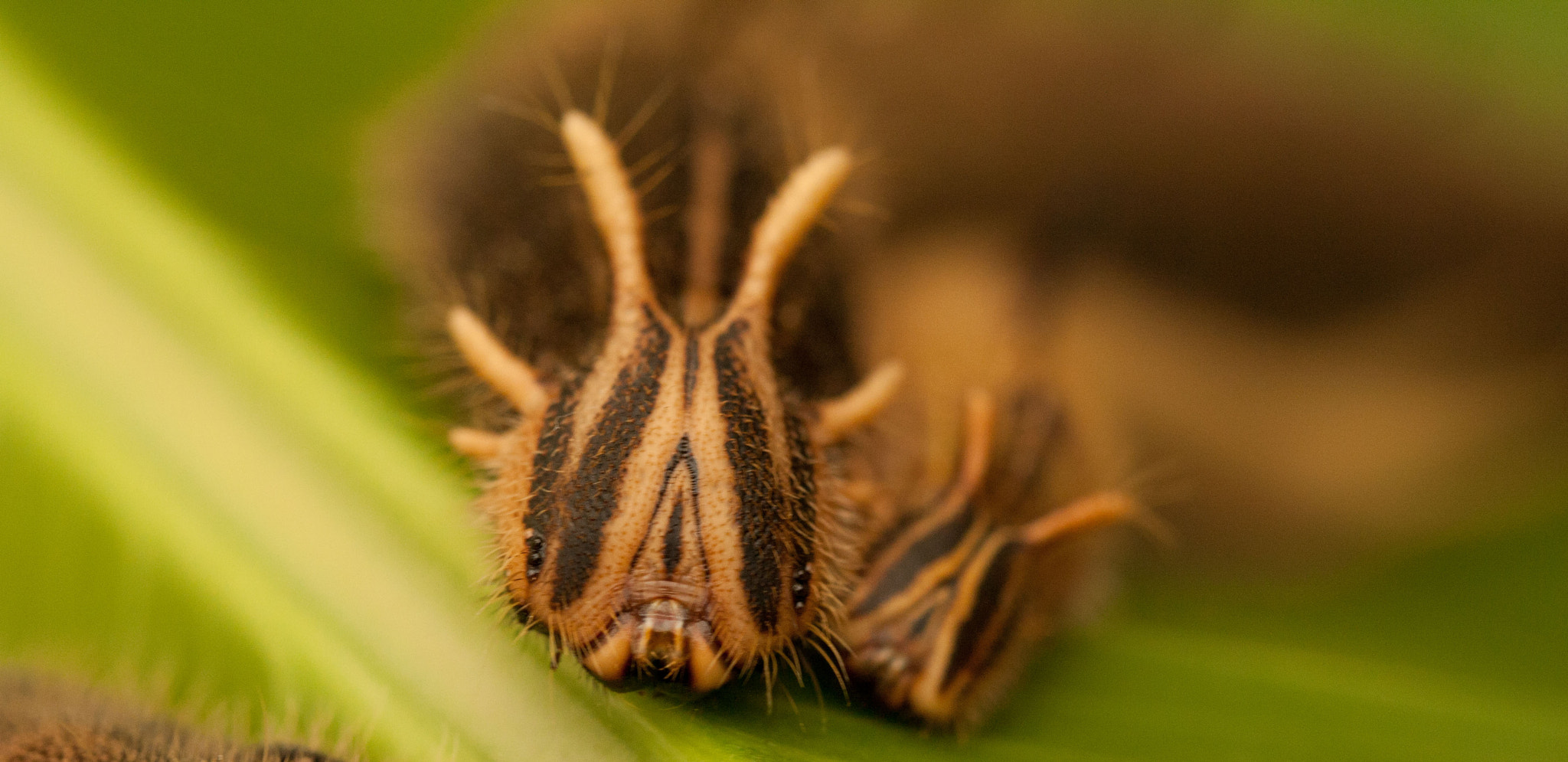 Canon EF 100mm F2.8L Macro IS USM sample photo. Caterpillars photography