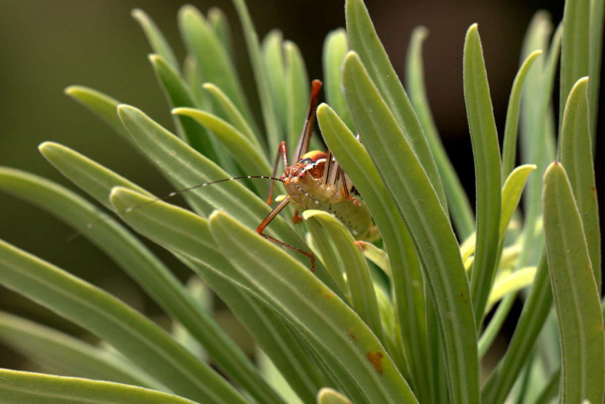 Sigma APO Macro 150mm f/2.8 EX DG HSM sample photo. Poecilimon inflatus photography