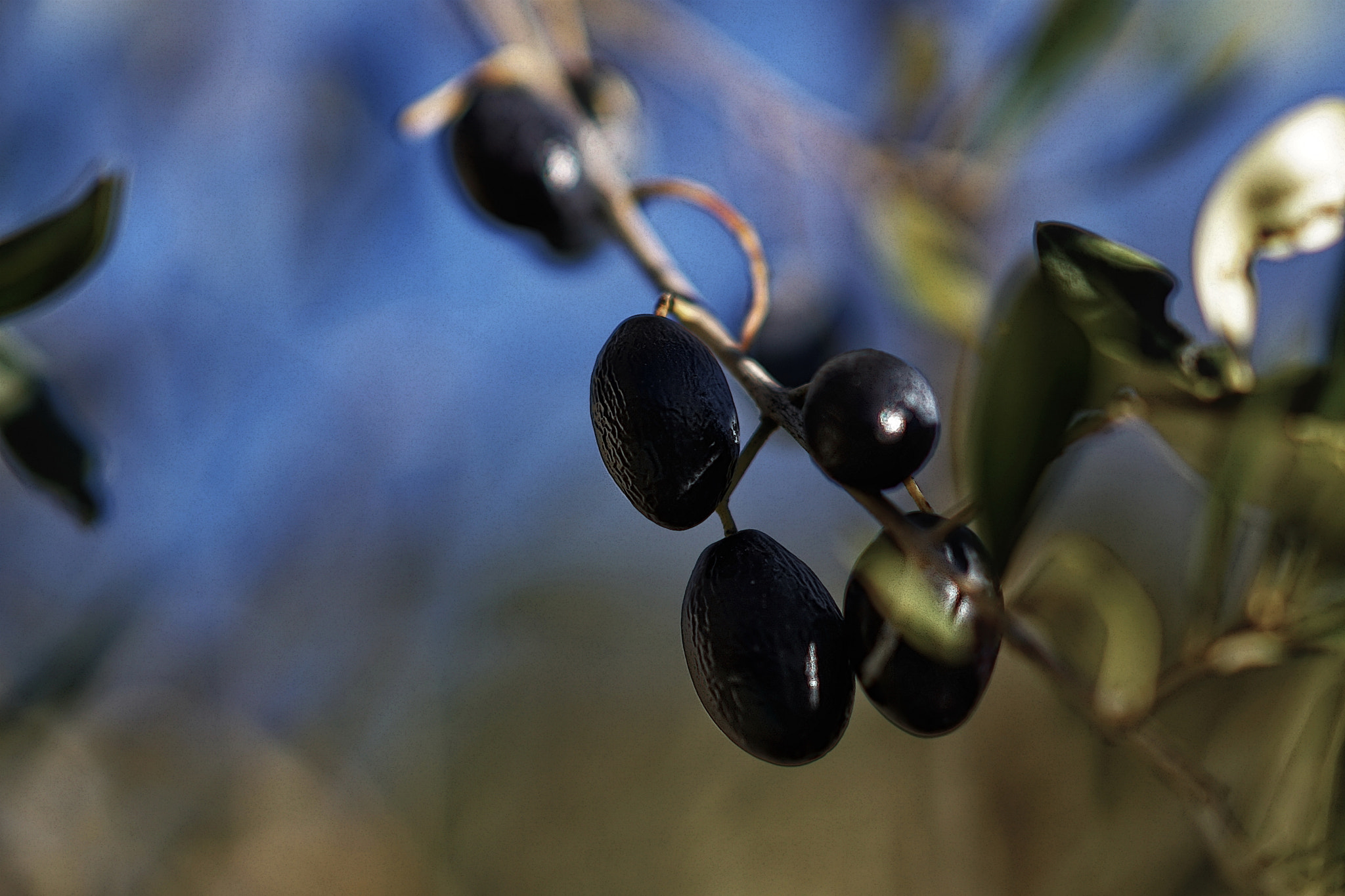 Sony Sonnar T* 135mm F1.8 ZA sample photo. Olives photography