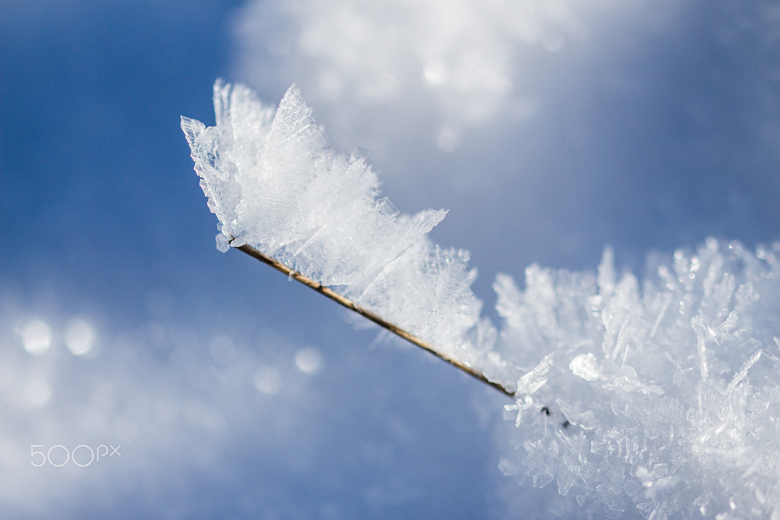 Sigma 105mm F2.8 EX DG OS HSM sample photo. Frozen wings photography