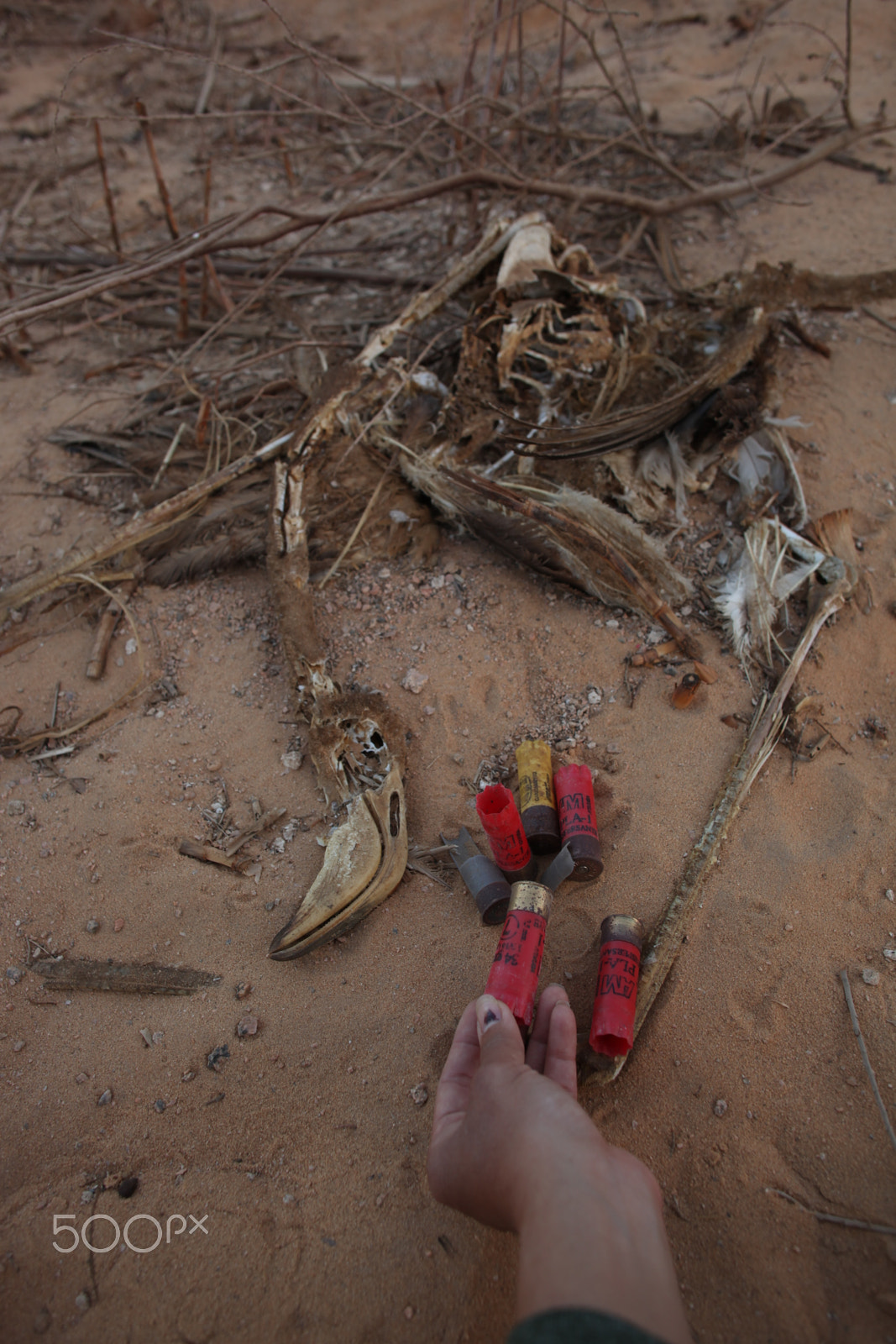 Canon EOS 5D Mark II sample photo. Flamingos, bullets and sand photography