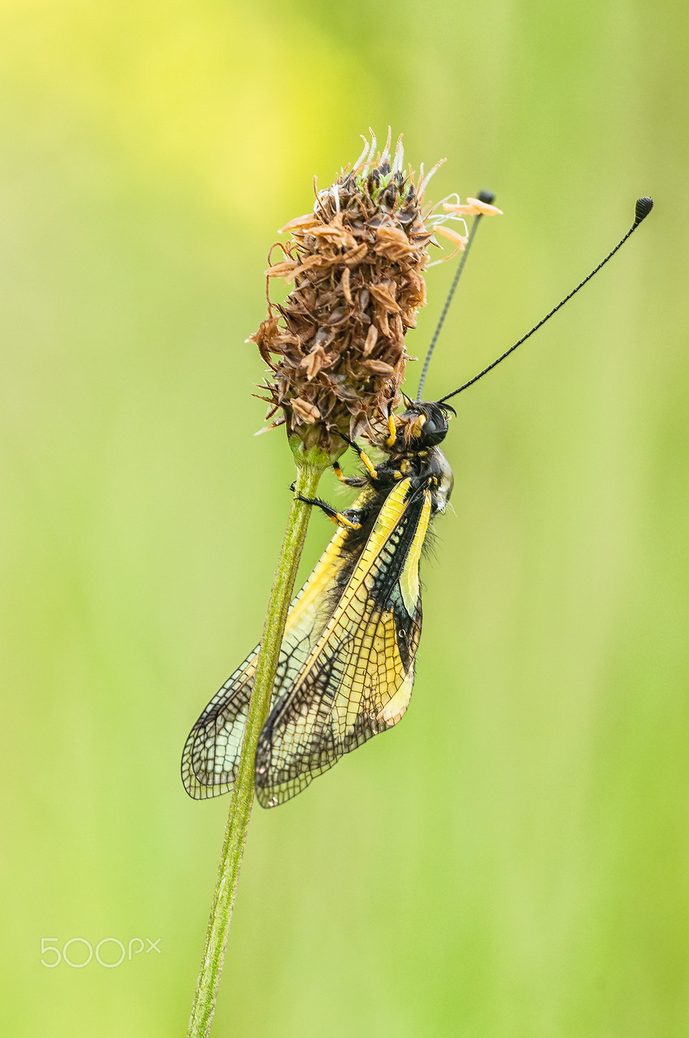 Nikon D300 + Sigma 150mm F2.8 EX DG Macro HSM sample photo. Libelloides coccajus photography