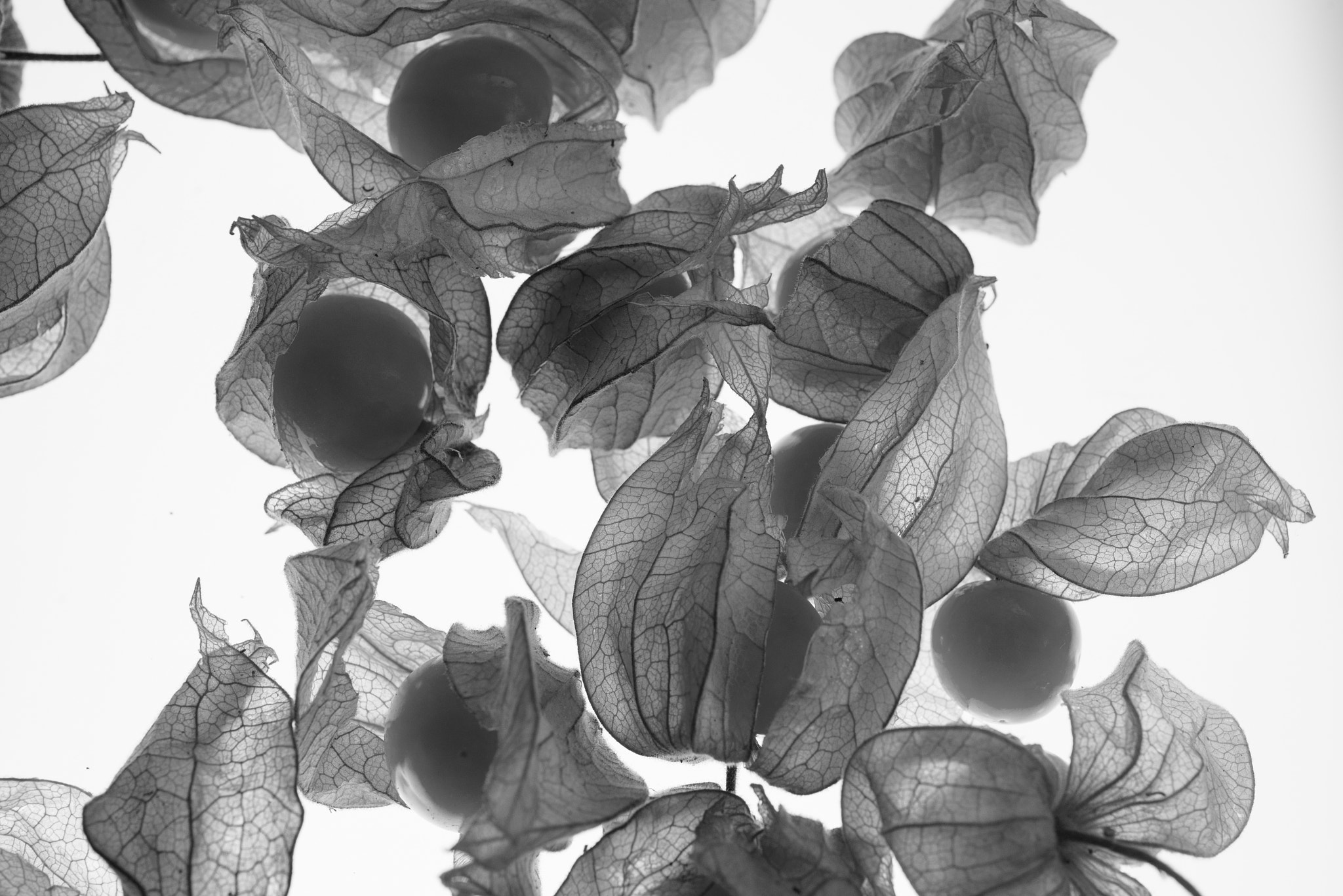 Nikon AF Micro-Nikkor 60mm F2.8D sample photo. Physalis photography