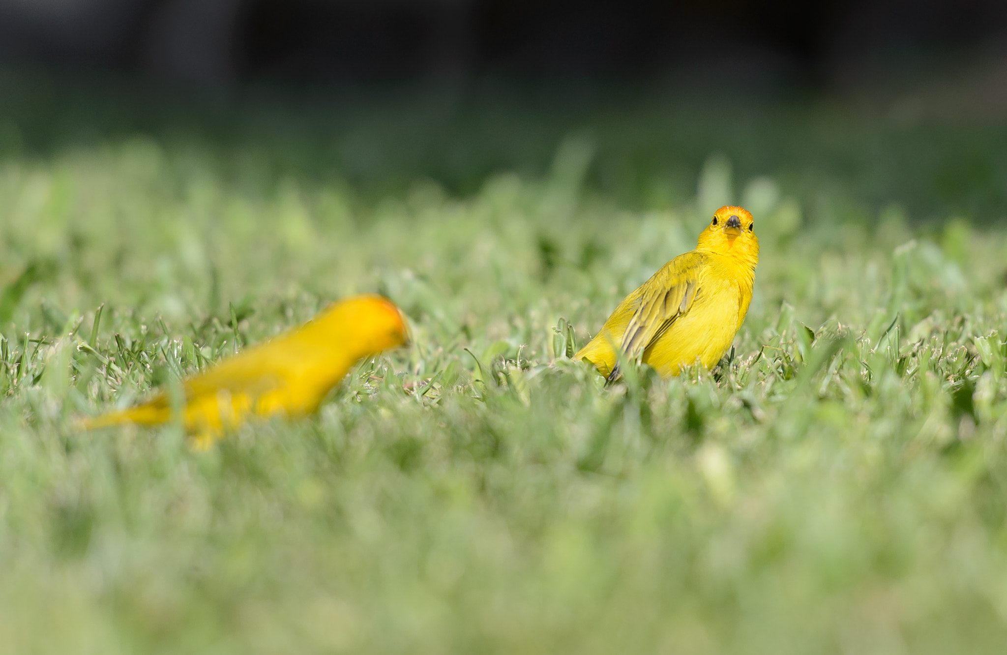 Nikon Df sample photo. Saffron finch photography