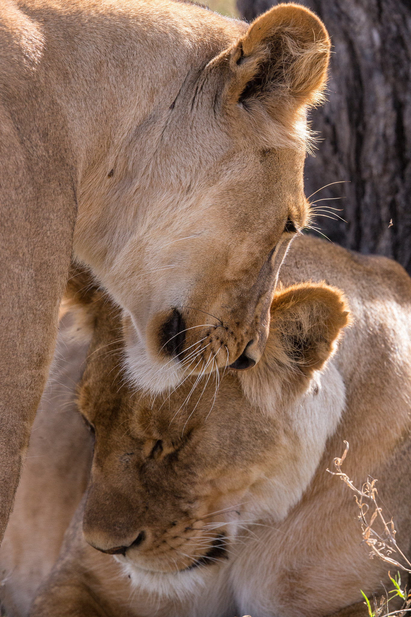 Canon EF 400mm F4 DO IS II USM sample photo. Sisters love photography