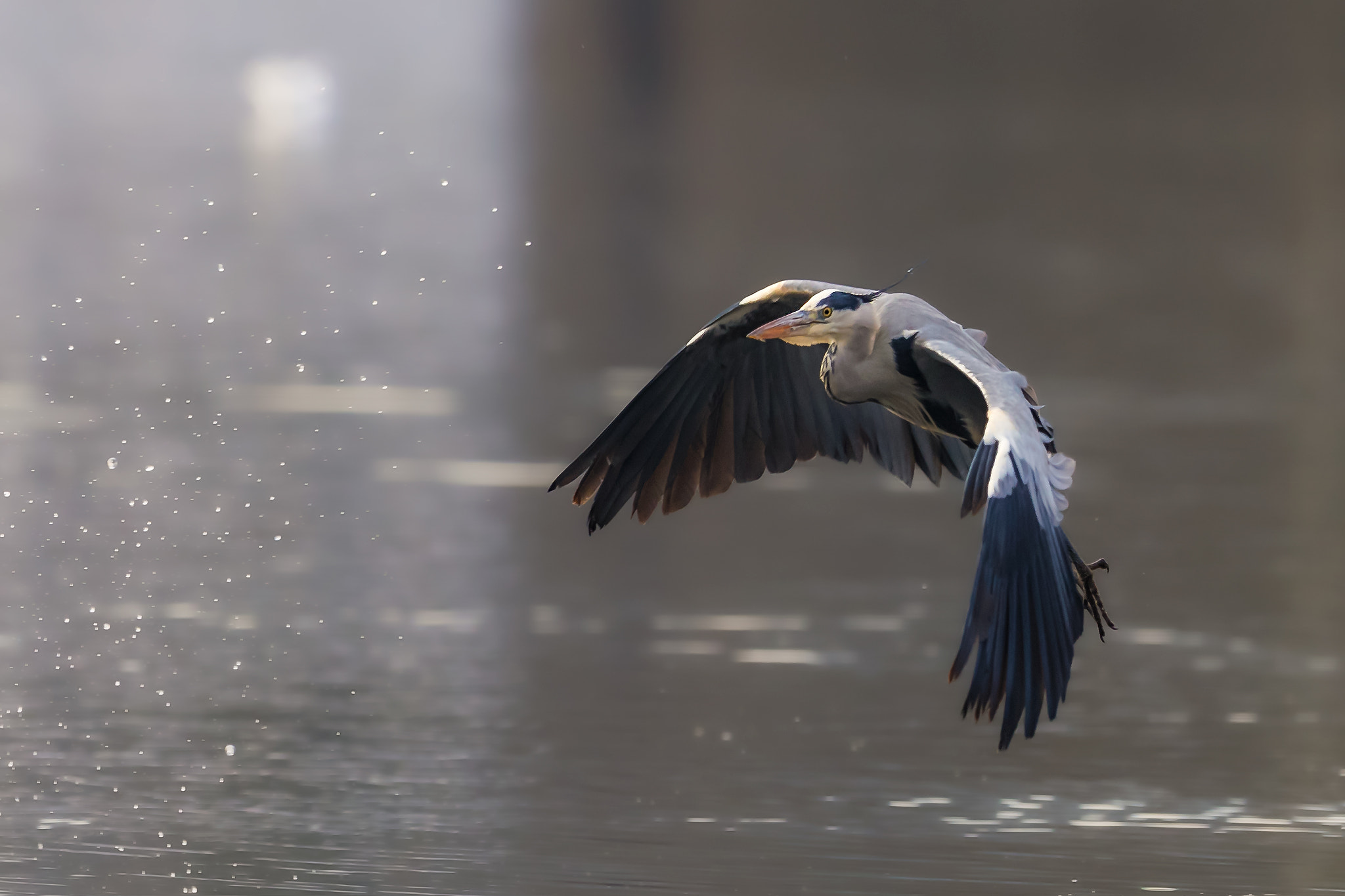 Canon EOS-1D X Mark II + Canon EF 400mm F2.8L IS II USM sample photo. Grey heron... photography