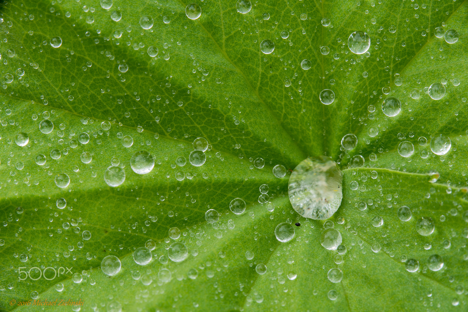 Sigma 150mm F2.8 EX DG OS Macro HSM sample photo. Frauenmantel photography
