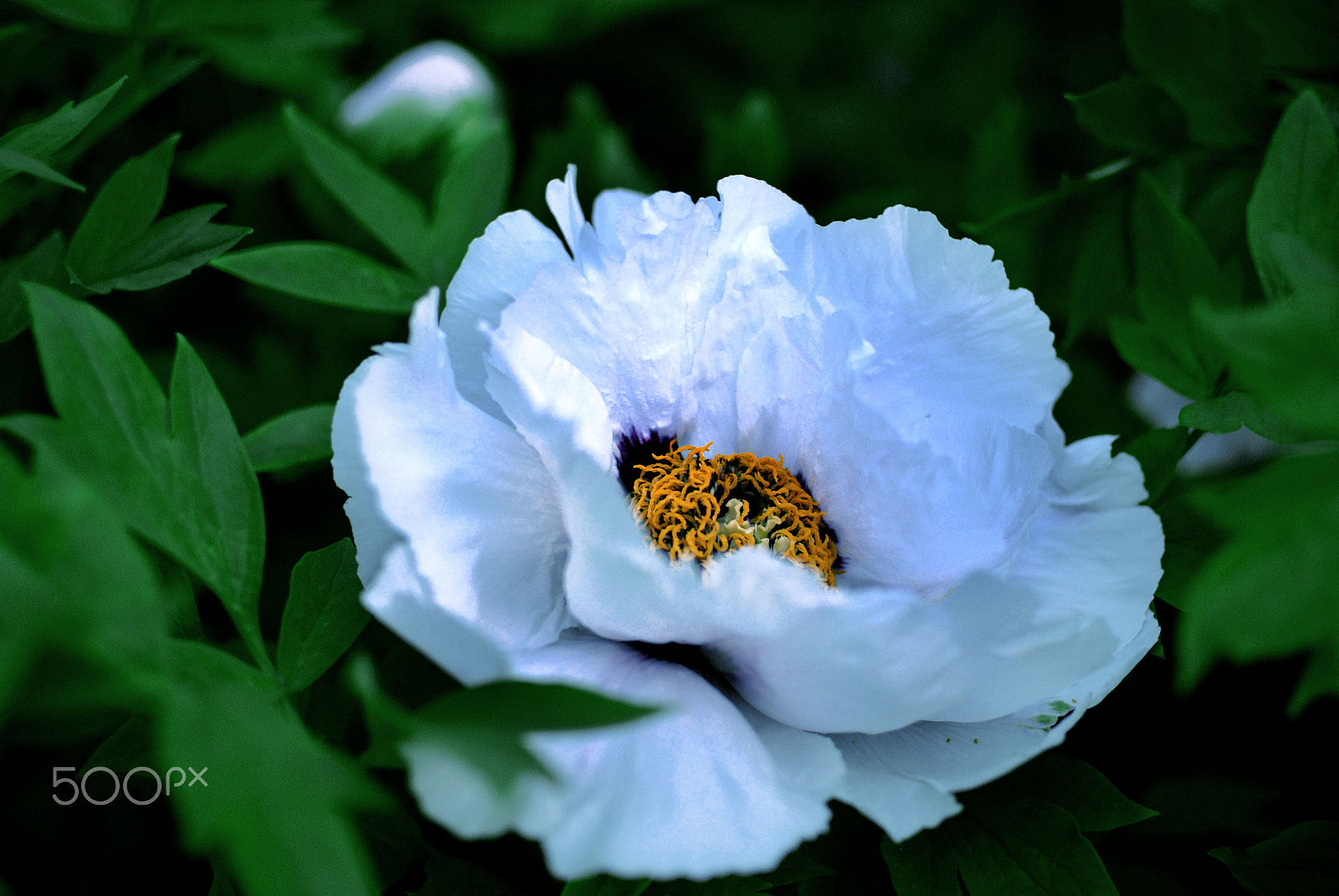 Nikon D80 sample photo. Peony flower photography