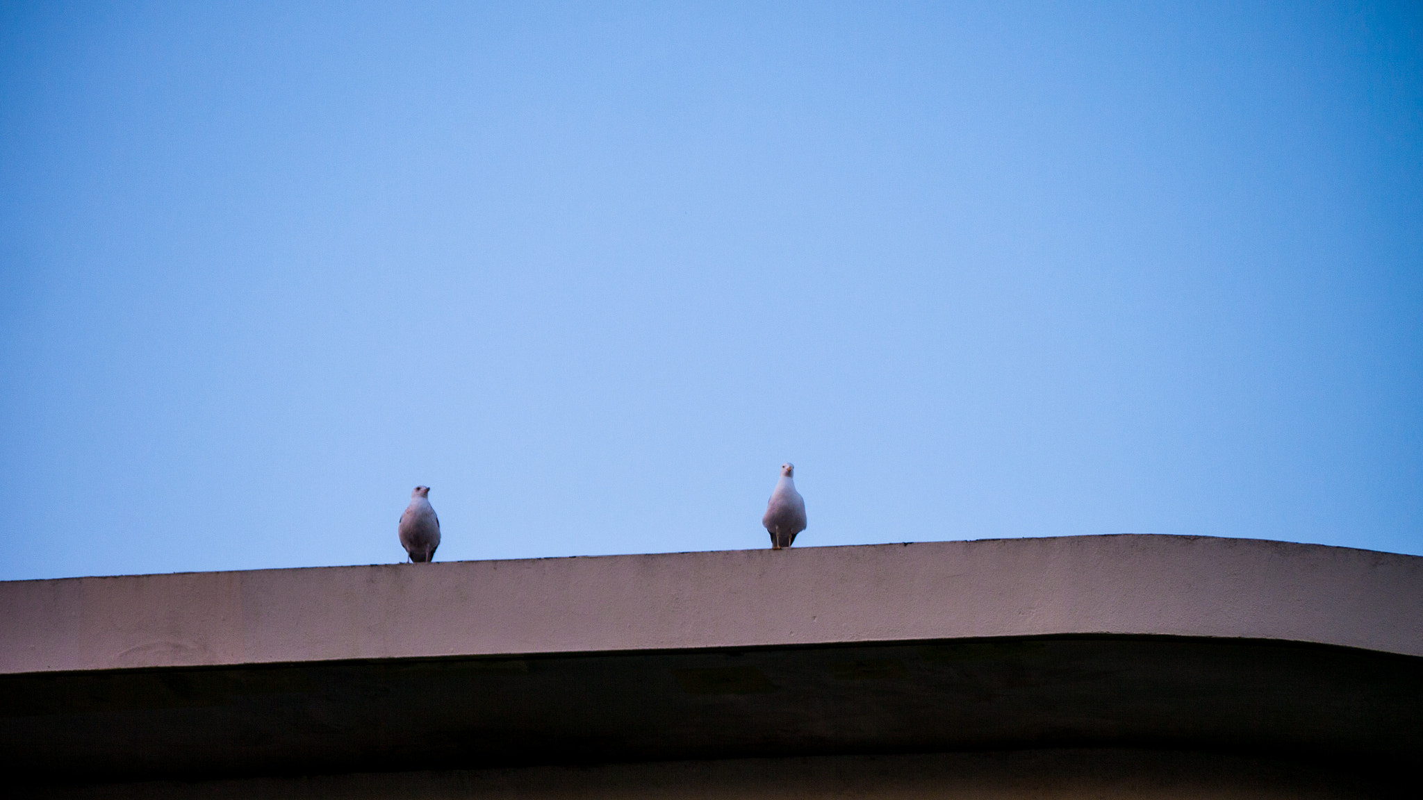 Panasonic Lumix G Vario 45-200mm F4-5.6 OIS sample photo. Birds photography