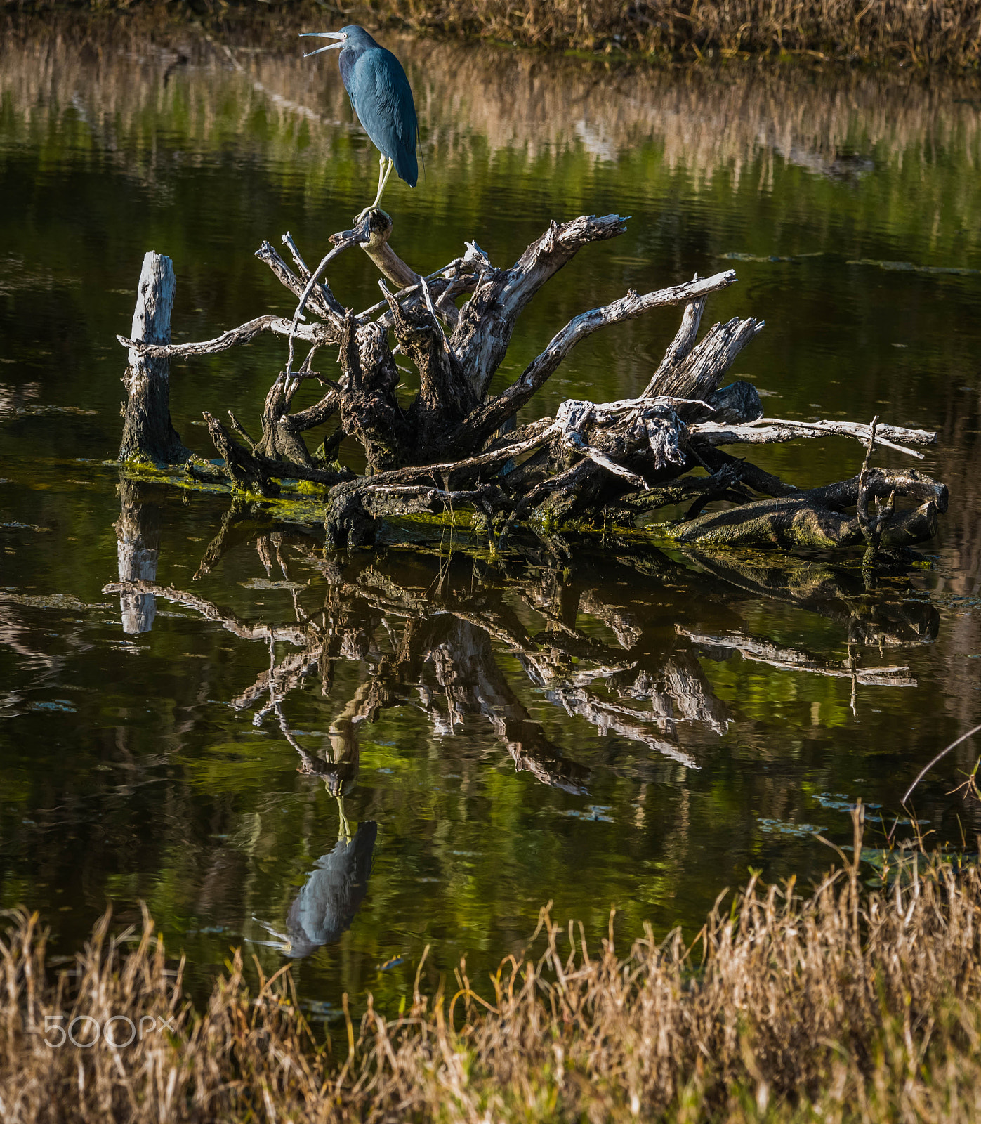 Nikon D750 + Nikon AF-S Nikkor 80-400mm F4.5-5.6G ED VR sample photo. Blue heron photography