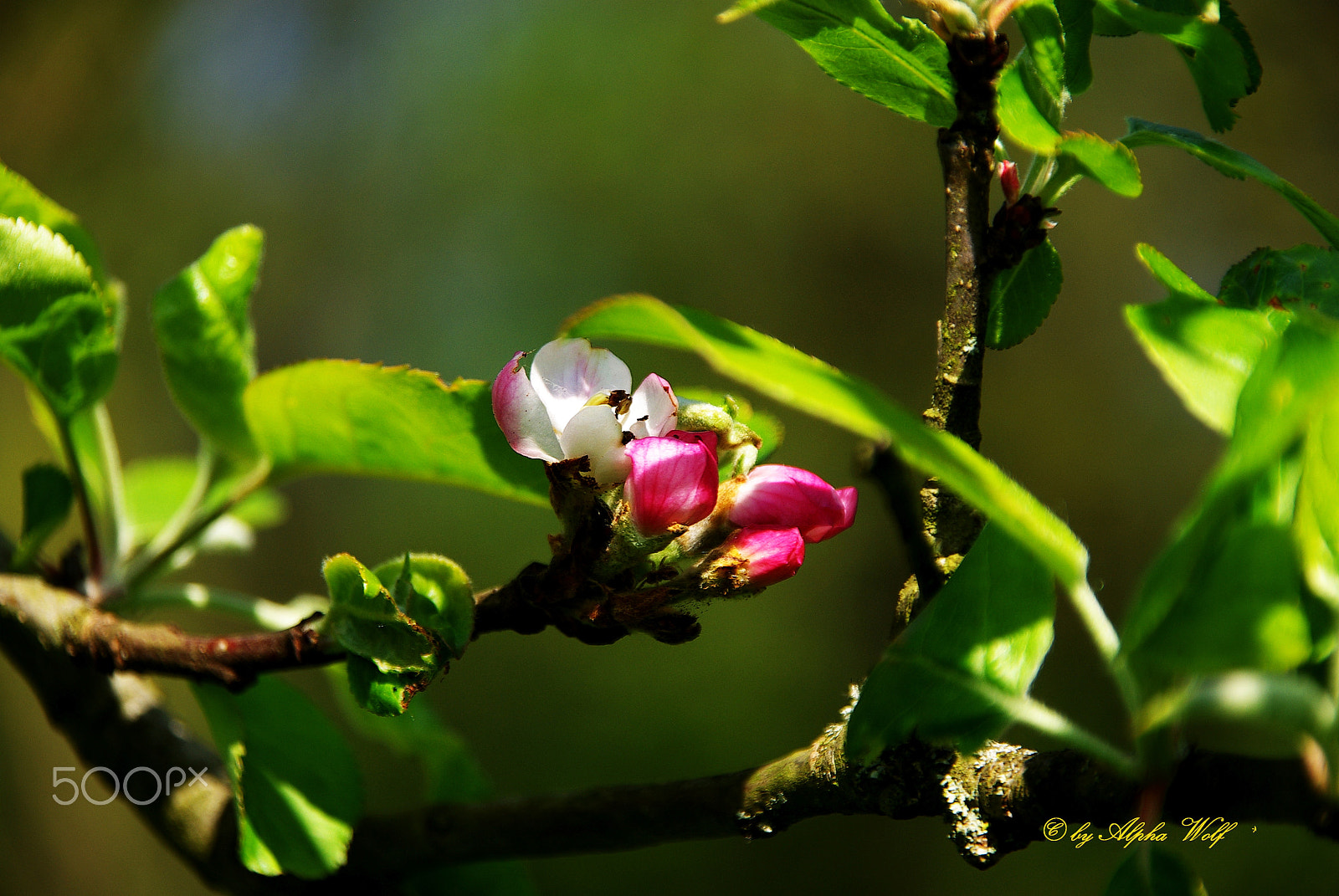 Pentax K10D sample photo. Apfelblüte photography