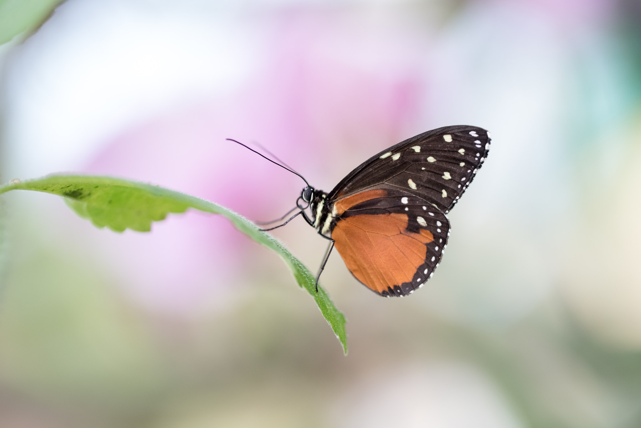 Nikon D750 + Sigma 150mm F2.8 EX DG OS Macro HSM sample photo. Heliconius hecale photography