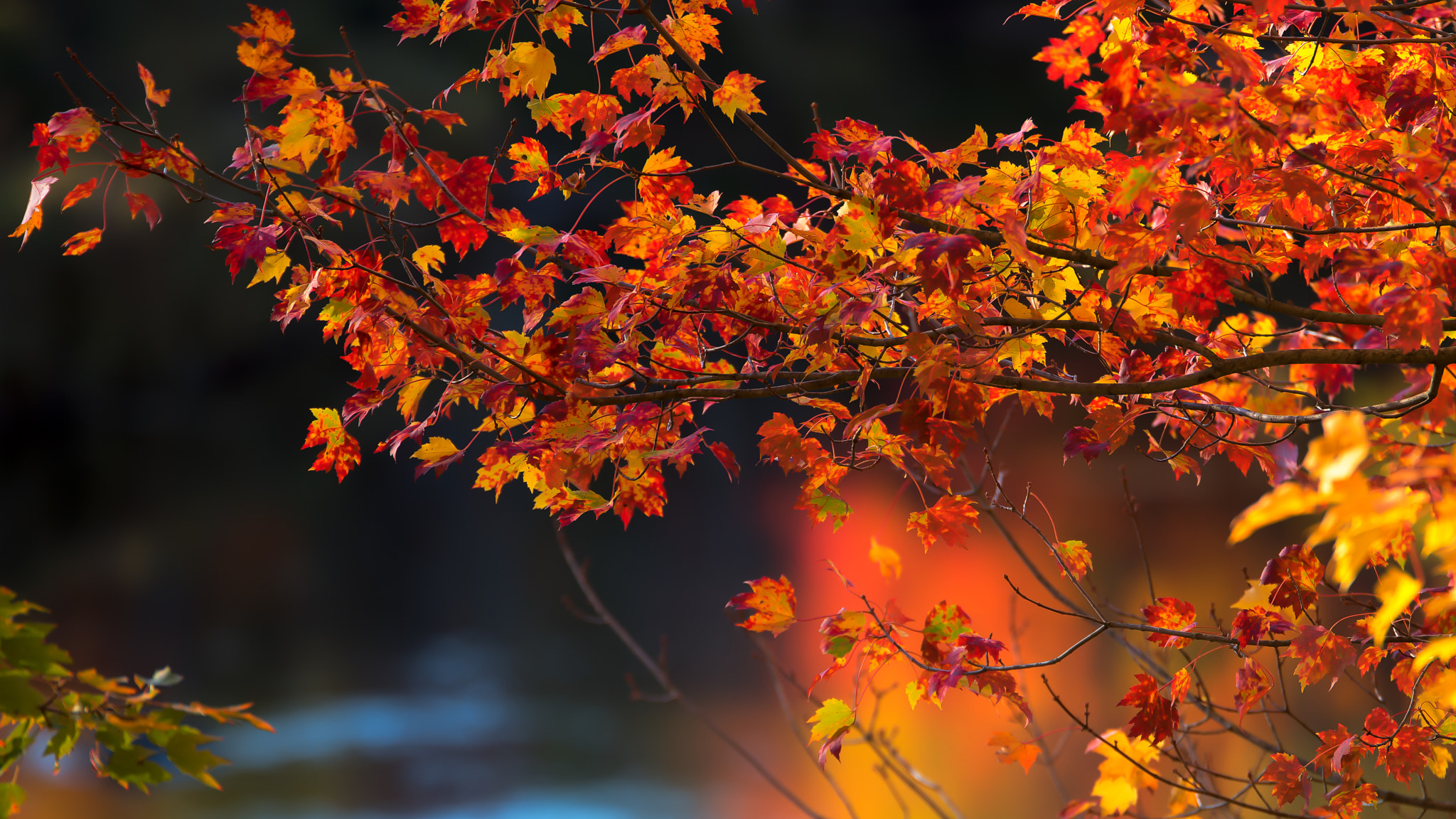 Sigma 18-200mm F3.5-6.3 DC OS HSM sample photo. Autumn photography