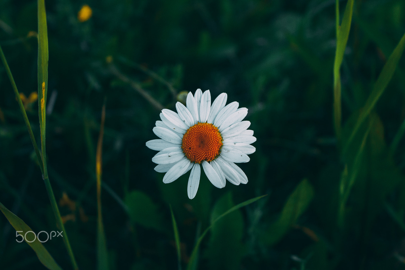 Canon EOS 650D (EOS Rebel T4i / EOS Kiss X6i) sample photo. Chamomile photography