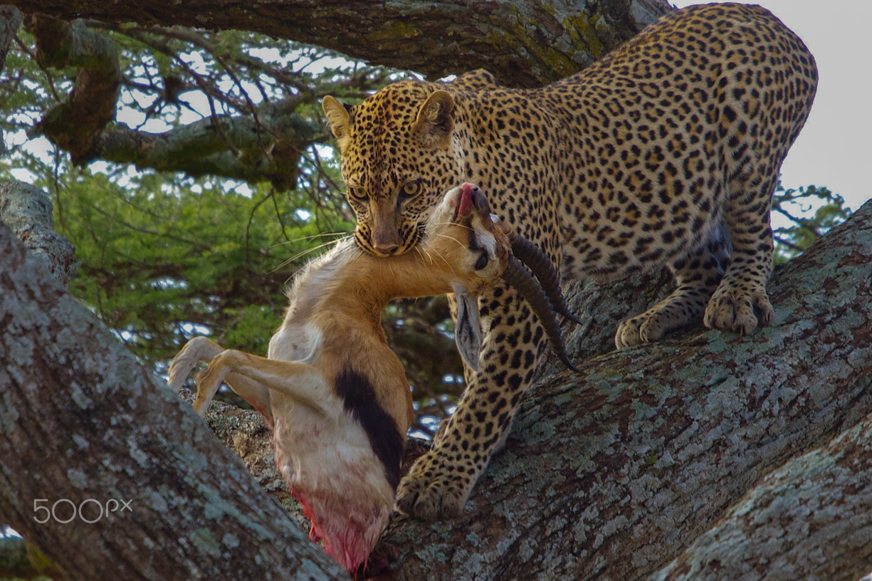 Canon EF 100-400mm F4.5-5.6L IS USM sample photo. The prey photography